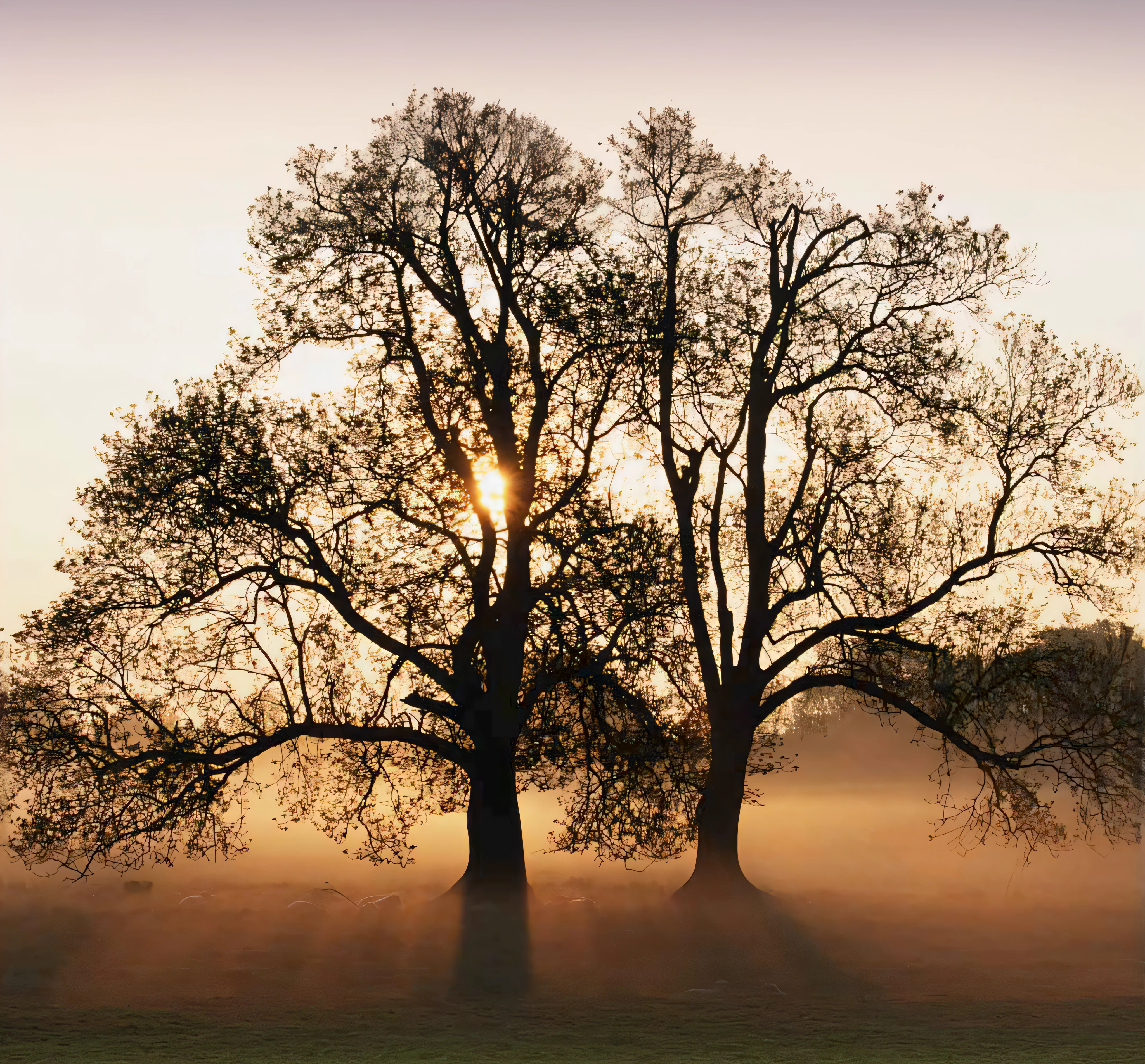 trees in a field with the sun shining through the branches, breath-taking beautiful trees, breath - taking beautiful trees, oak trees, Natural trees, al amanecer en primavera, beautiful trees, hazy morning, in the morning fog, niebla al amanecer, misty morning light, Early Spring in the Morning, Light fog early in the morning, old trees, A mystical misty glow, tree
