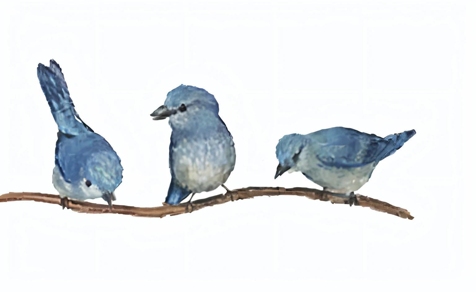 There are three birds sitting on branches on a white background, bluejay, author:Tessei Tomioka, afternoon hangout, author:Masao Maeda, Birds, by Linda Sutton, author:Carol Sutton, author:Georgina Hunt, author:Kim Du Liang, on a branch, sparrow, tattoo of a california scrub jay, author:Edith Edmonds