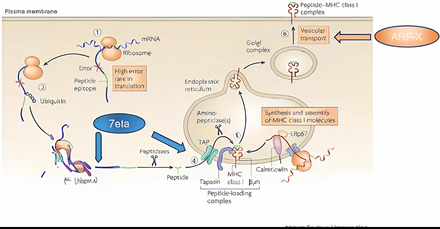 a diagram of the pathway of the human cell to the cell, illustration], biological photo, the cytoplasm”, scientific photo, ( ( illustration, big complex belly mechanism, antibodies, detailed picture, detailed scientific diagram, mechanism, by Ellen Gallagher, membrane, cell biology, complex details, by Félix Ziem, biological, by Anita Kunz, still photo