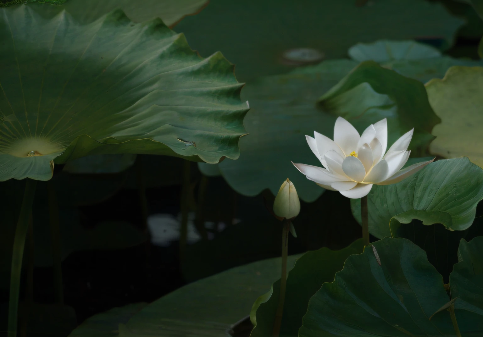 A white flower grows in the middle of the field, standing gracefully upon a lotus, Lotus pond, lotuses, lotus flowers on the water, lotuses, lotus flower, Lotus, sitting on a lotus flower, floating in a powerful zen state, lotus petals, standing on a lotus, with lotus flowers, lily pad, water lilies，（best qualtiy：1.2），（A detailed：1.2），（tmasterpiece：1.2），John Edwards high resolution lotus（1770 1775）Vintage botanical illustration