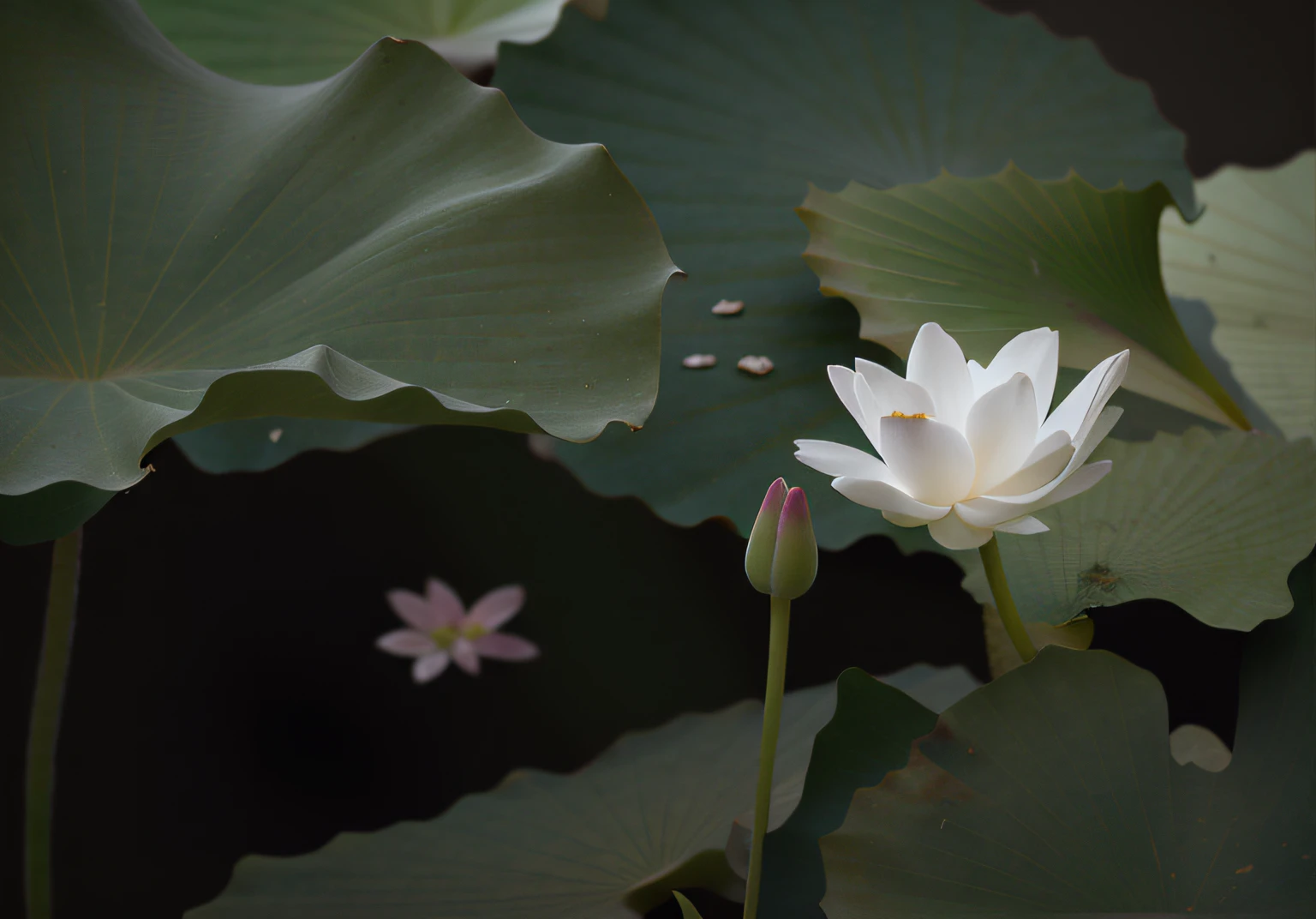 A white flower grows in the middle of the field, standing gracefully upon a lotus, Lotus pond, lotuses, lotus flowers on the water, lotuses, lotus flower, Lotus, sitting on a lotus flower, floating in a powerful zen state, lotus petals, standing on a lotus, with lotus flowers, lily pad, water lilies