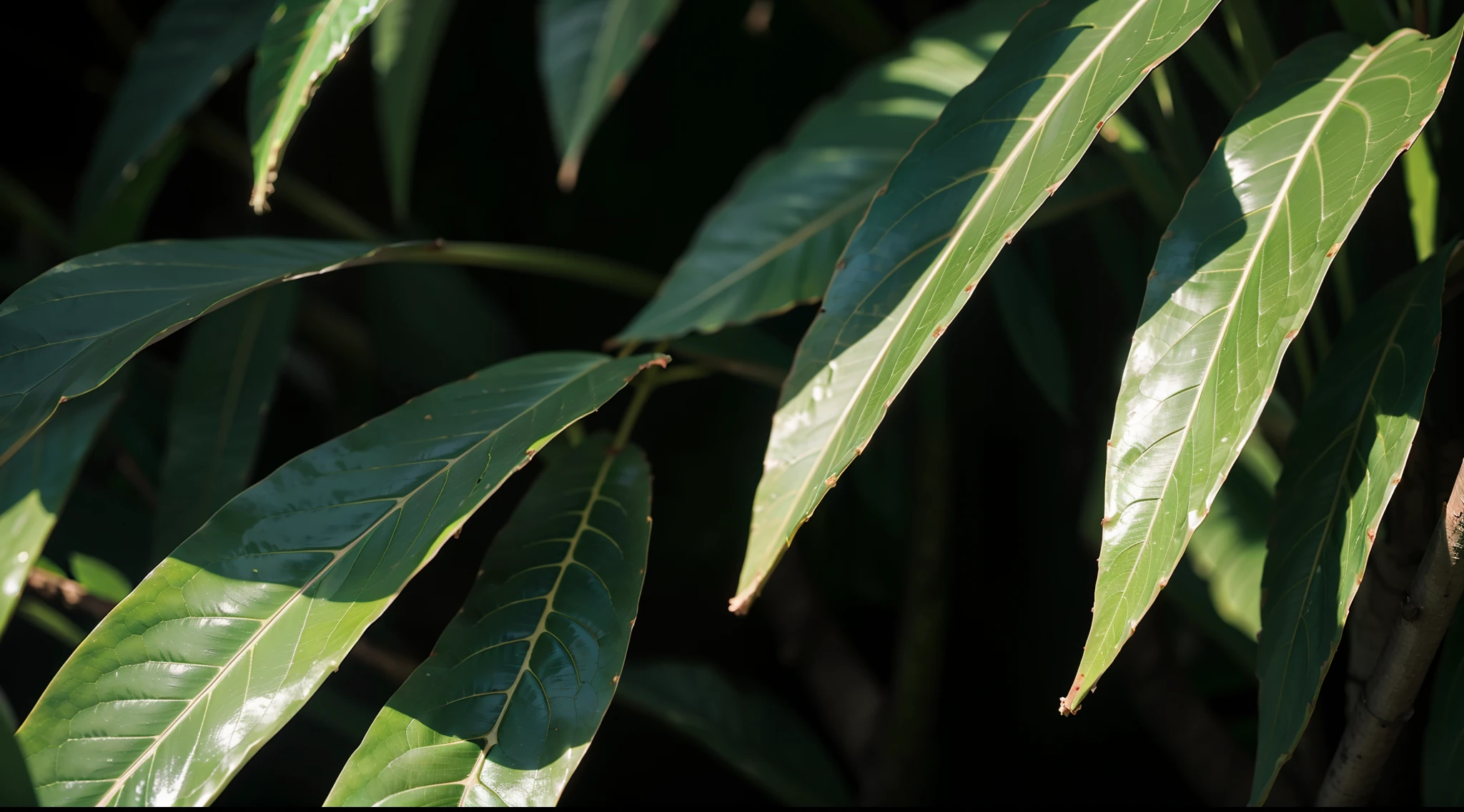 jungles、Close-up on tropical plants、nffsw, masutepiece, Best Quality, hight resolution, in 8K