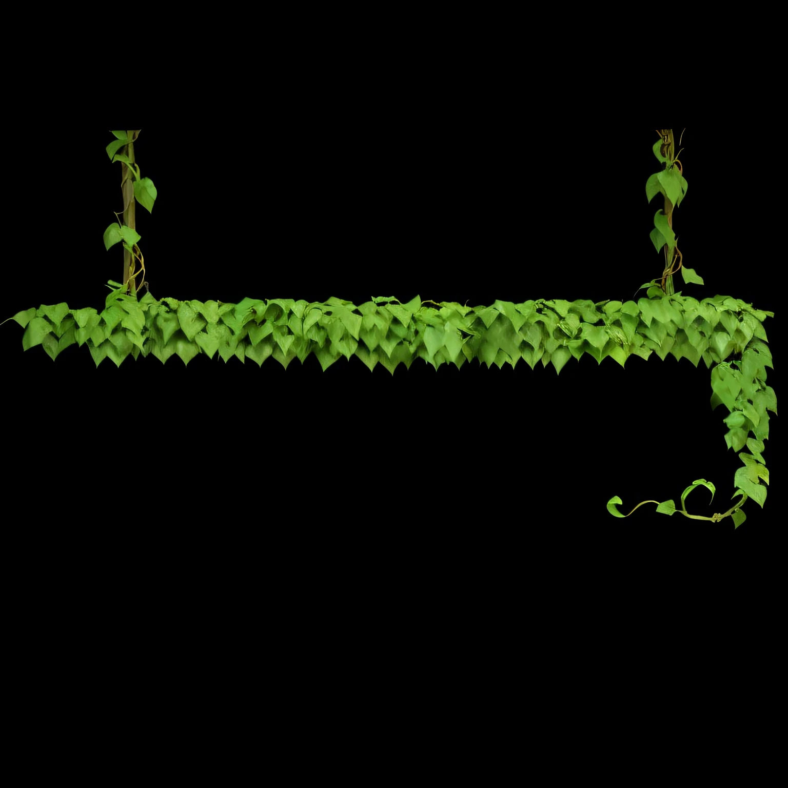 Close up of plant with leaves on black background, hanging vines, swinging on a vine over a chasm, Green vines, large vines, stylized vegetation, vines hanging down, Renders, Fractal vines, trap made of leaves, damaged vine bridge, rendered image, Twisted ivy vines, Ivy vines, vegetation tentacles, lianas,