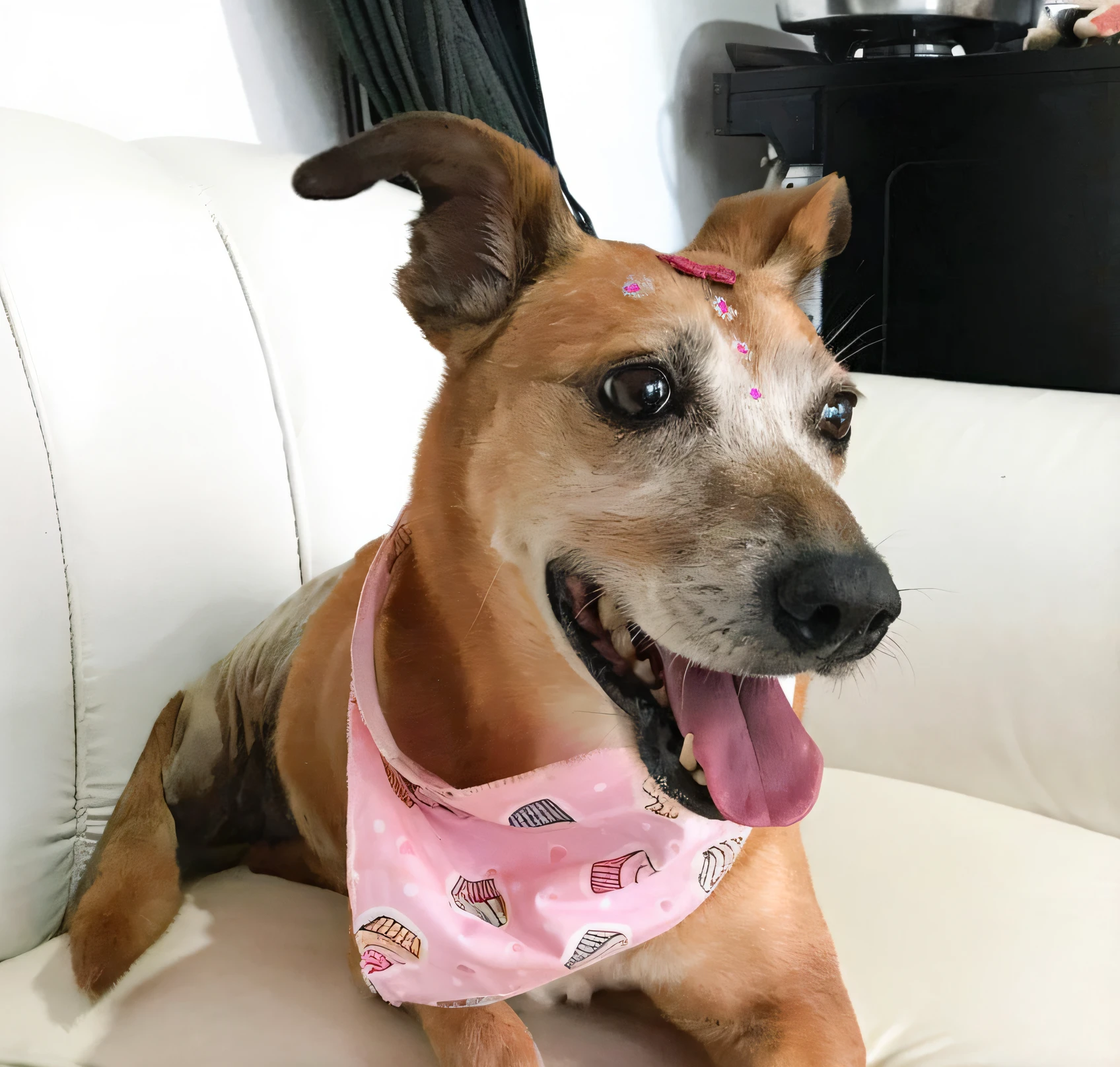 Um cachorro feliz, olhar alegre, muito bonito, imagem premiada, alta resolução, muito detalhada