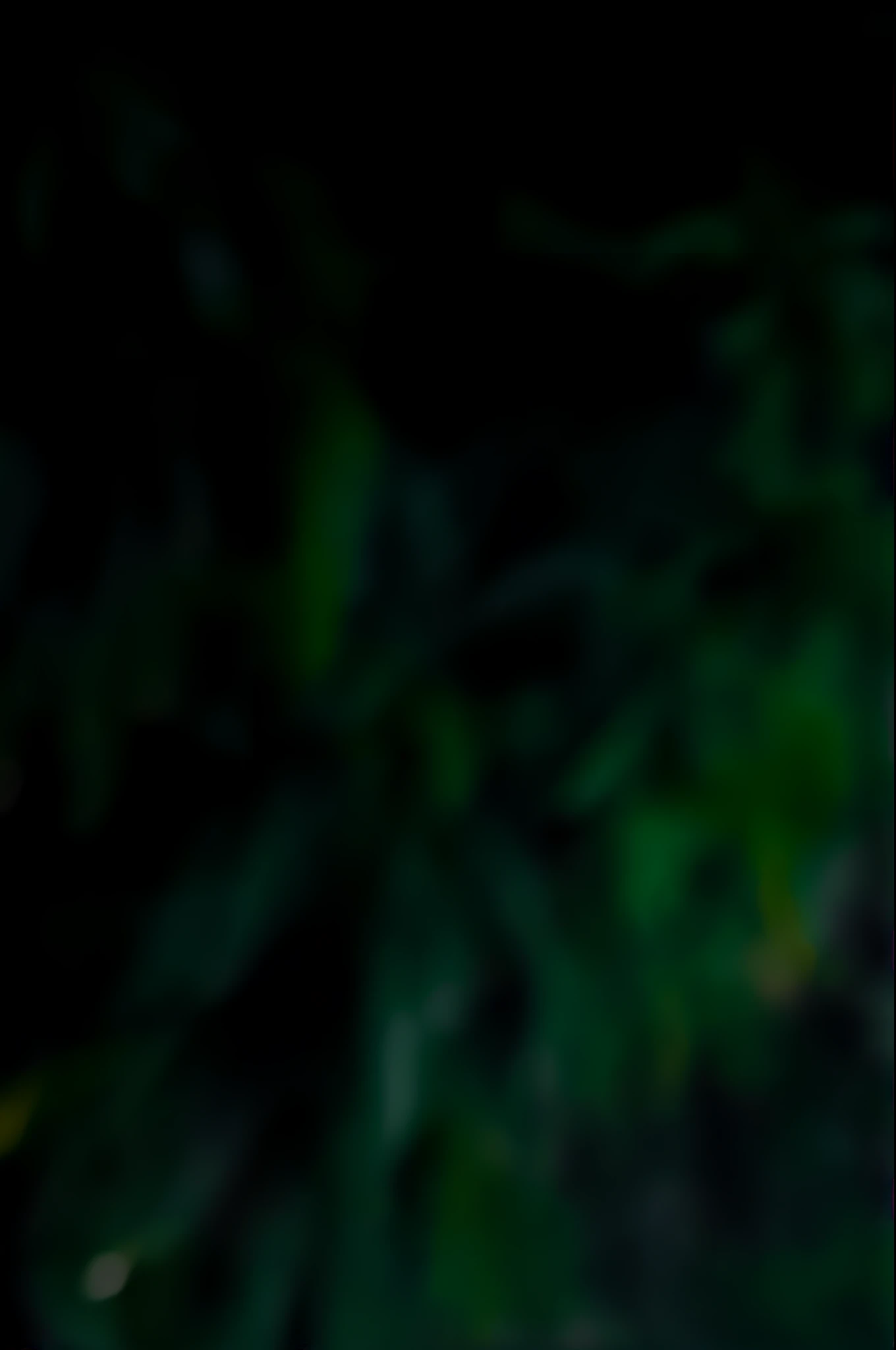 Change background at futuristic background stand a wolf realistic face
