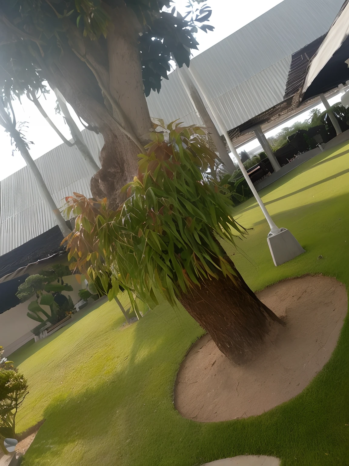 There is a tree with a potted plant in the middle of a lawn, captured with sony a3 camera, tree and plants, a beautiful tree, taken with a canon dslr camera, taken with the best dlsr camera, taken with sony a7r camera, lush plants and bonsai trees, ao lado de uma planta, Tomado com Sony Alpha 9, Beautiful image