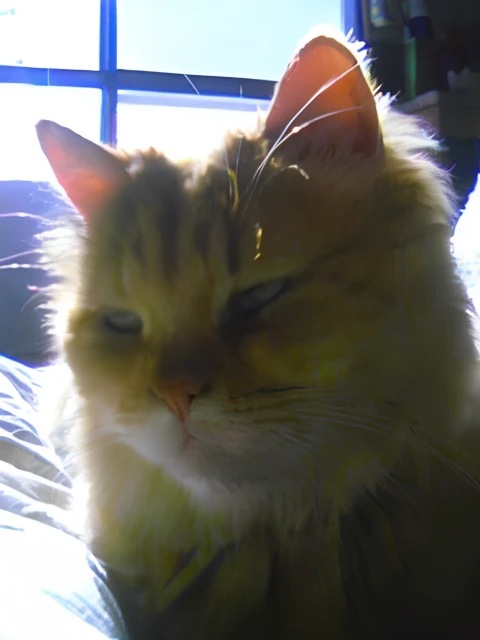 There is a cat sitting on a bed looking at the camera, squinting, The sun falls on him, Squint at noon, annoyed, poofy, garfield cat face, Cat, Angry cat, sad cat, frowning, the cat is orange, Someone, cat photo, jinx, In the sun's rays, Glamour Shot