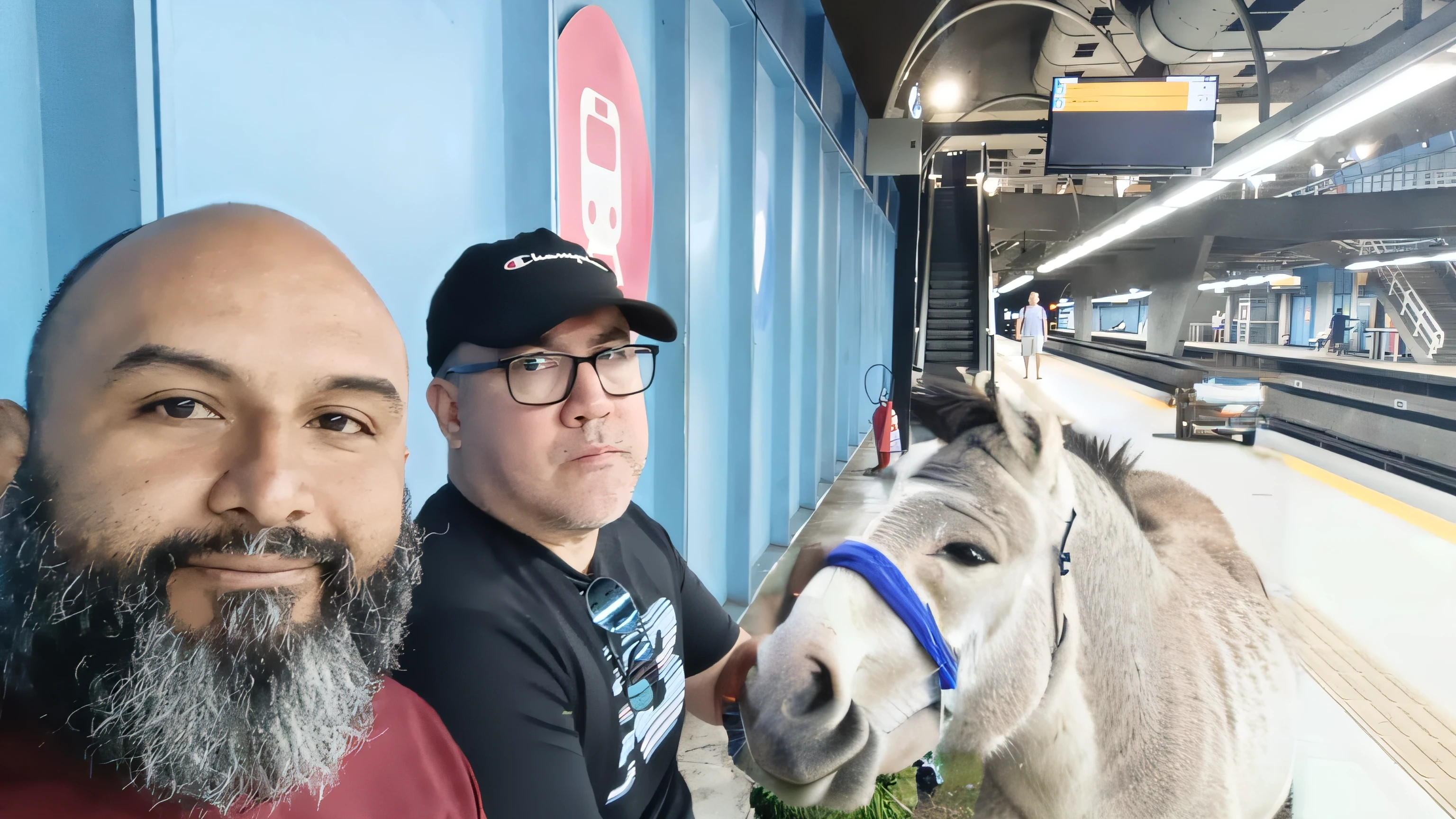 donkey face