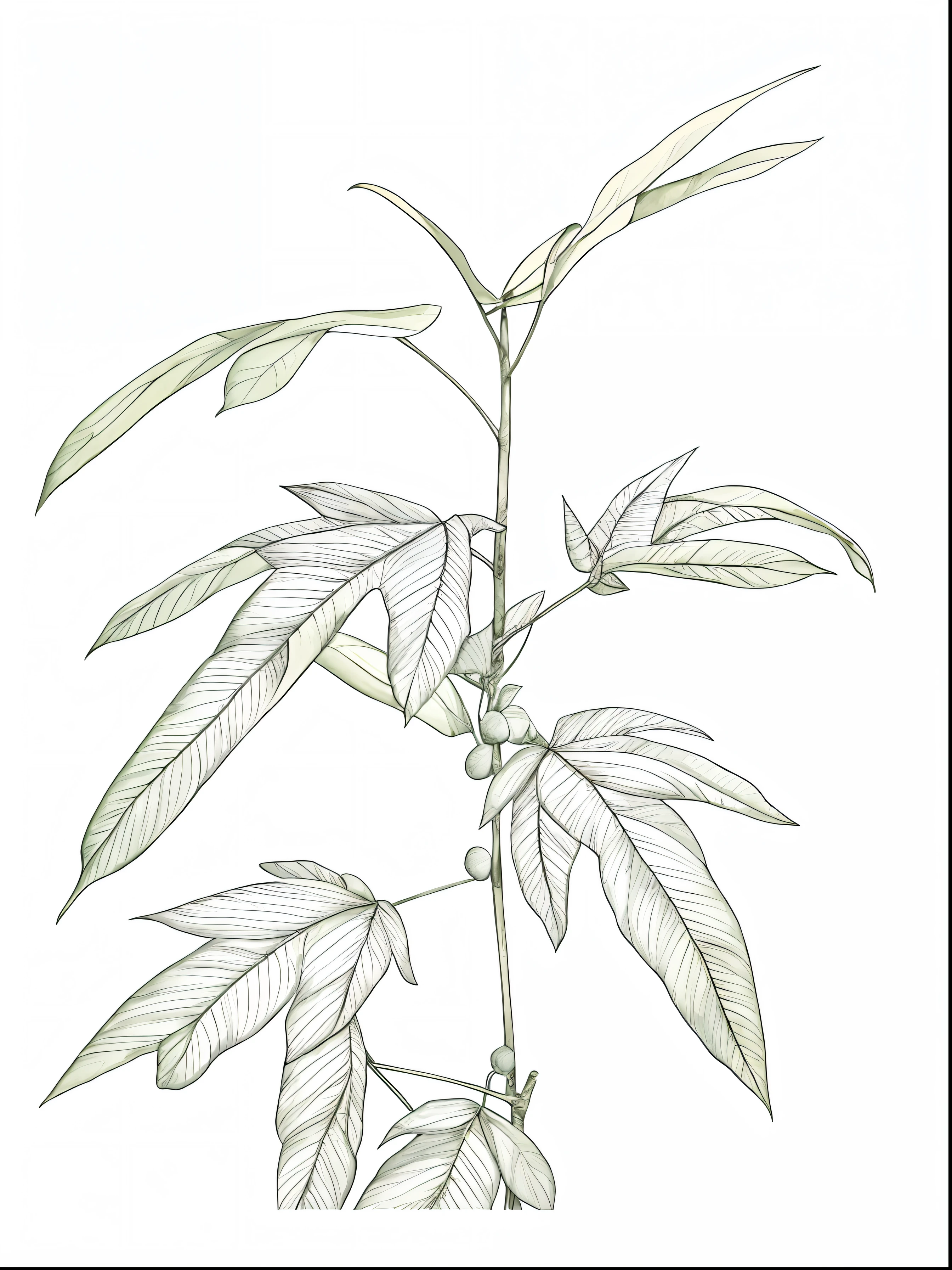 Close-up of thick-leaved plant line drawing of banyan tree,The leaves are palm-shaped,White background,Mono Color,Line drawings,tmasterpiece,Need