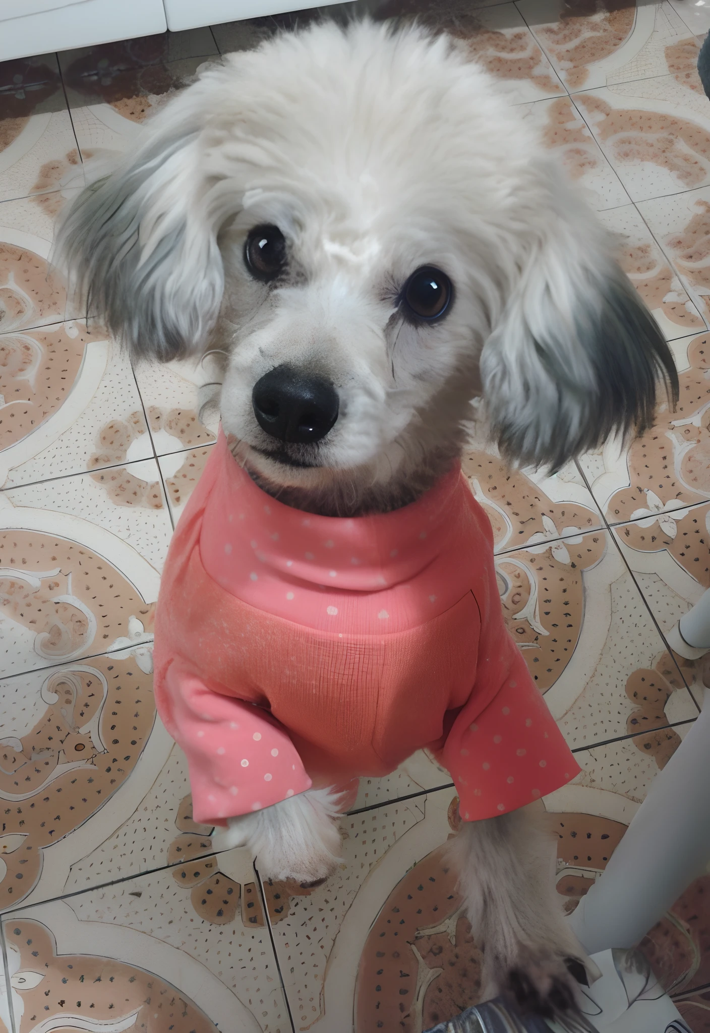 Happy Birthday to a happy furry baby, 4K HD Resolution, High quality image, award winning image, National Geographic picture with grainy background, award winning image, award winning image, hyperrealistic, high resolution, very detailed, award winning image, very detailed, HD Quality