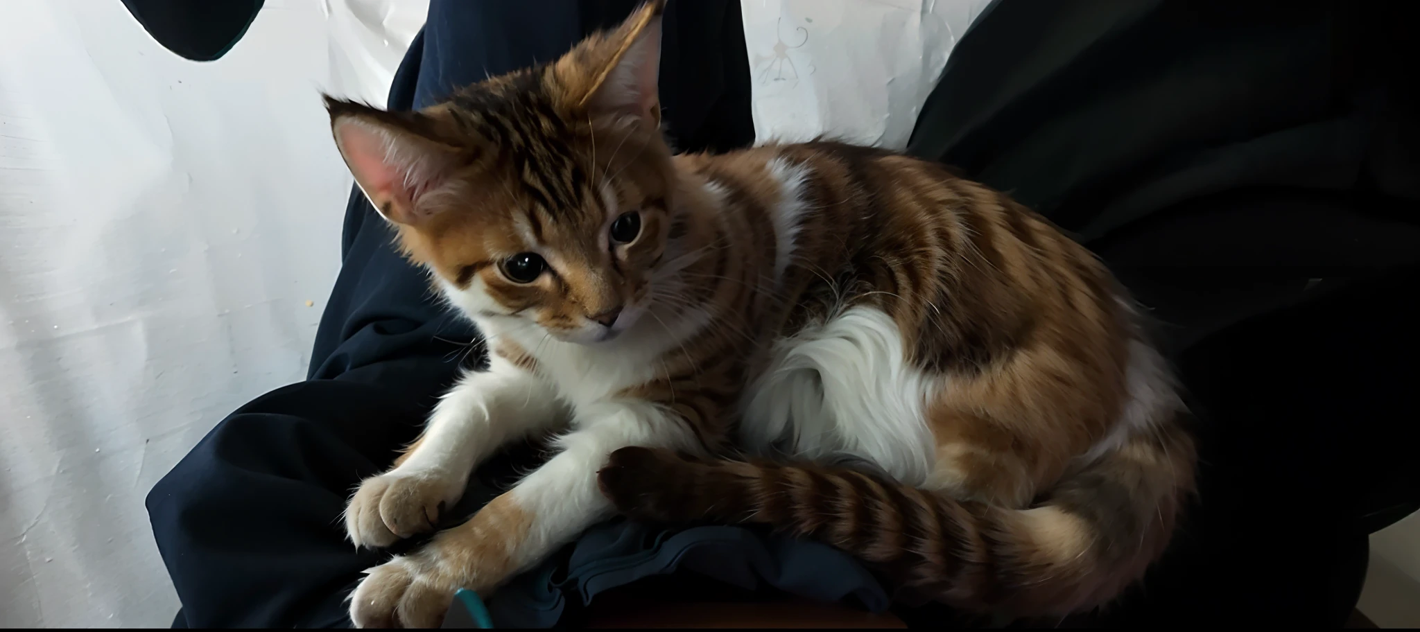 there is a cat that is sitting on a persons lap, calico cat, white cloth, cute furry needs your help, beautiful picture of stray, cat female with a whit and chest, she is about 1 , younger female, 1 8 I, with small cat on lap, 2 0 I, 20yr old, From the side Side, she is about 2 0 years old
