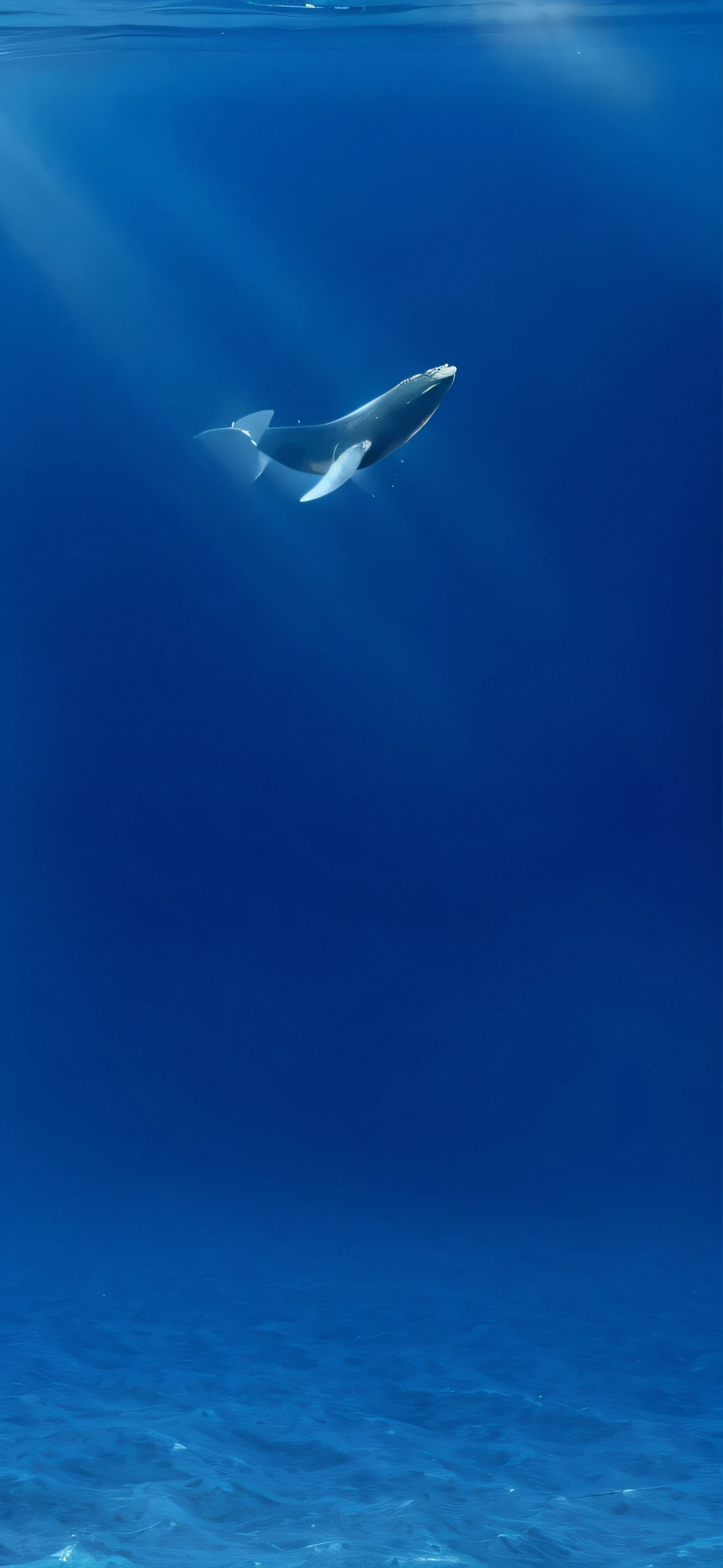 there is a whale that is swimming in the ocean, hq 4k phone wallpaper, whale, wallpaper mobile, blue whale, iphone wallpaper, flying whale, bryan skerry, Wallpaper phone, beautiful iphone wallpaper, Deep blue ocean, Swim in the ocean, whale fall, humpback whale, hd phone wallpaper, phone background, phone wallpaper hd, Deep blue atmosphere