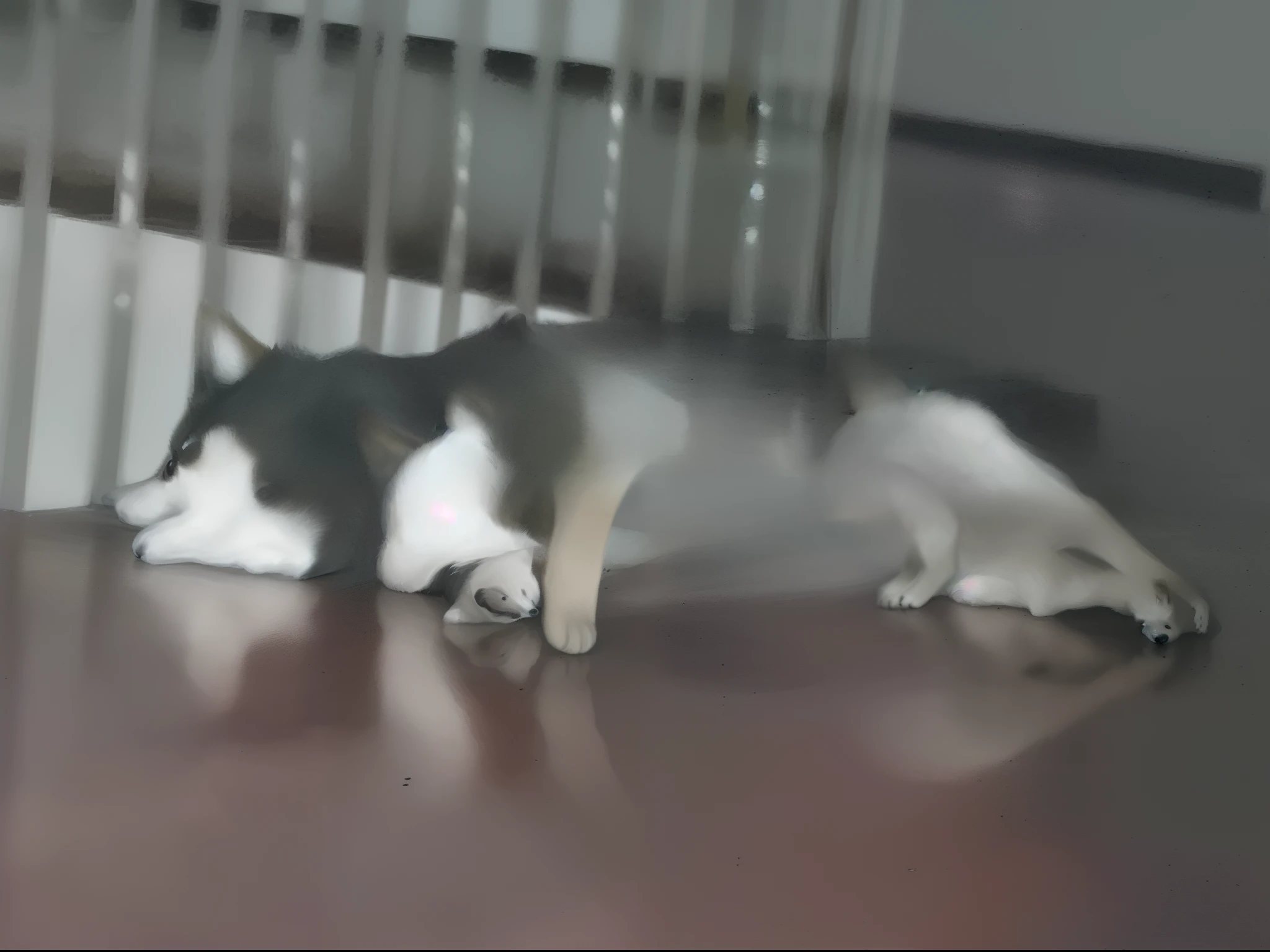 "A Shiba Inu, peacefully resting on a glossy hardwood floor, surrounded by its own adorable reflection."