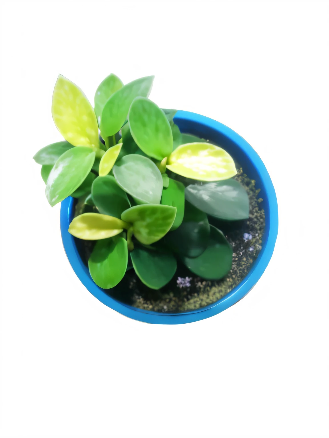 There is a small plant in a blue pot on a white surface, green plant, houseplant, potted plant, List image, spirited water plants, small plants, Green plants, High rendering, Lush fertile fecundity, high quality”, high quality”, Beautiful image, elegant high quality, lush plants and bonsai trees, alien foliage plants, Unique pots made for houseplants