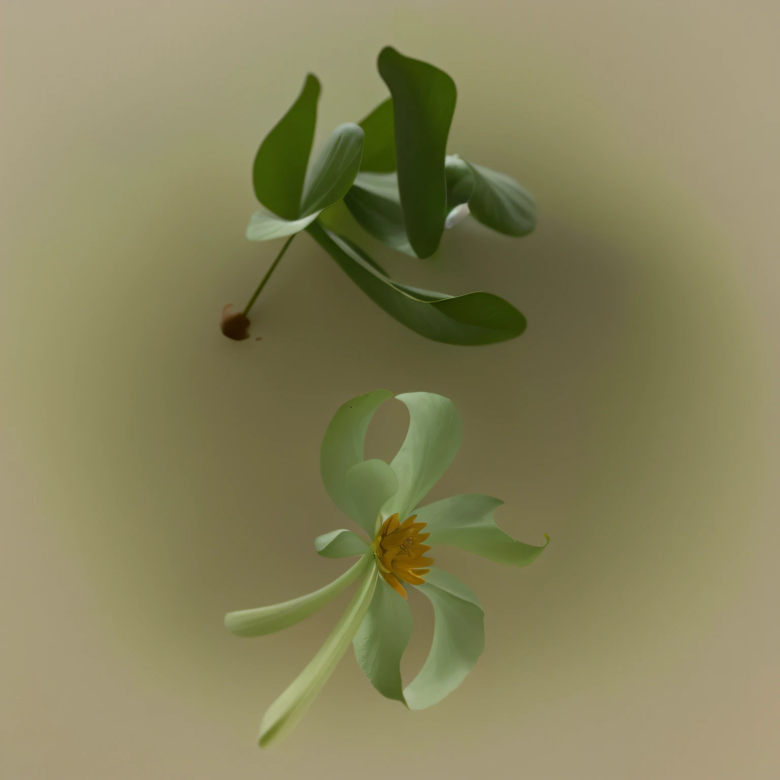 Lotus leaf,lotuses,夏天,grow ,Leaf texture,best qualtiy