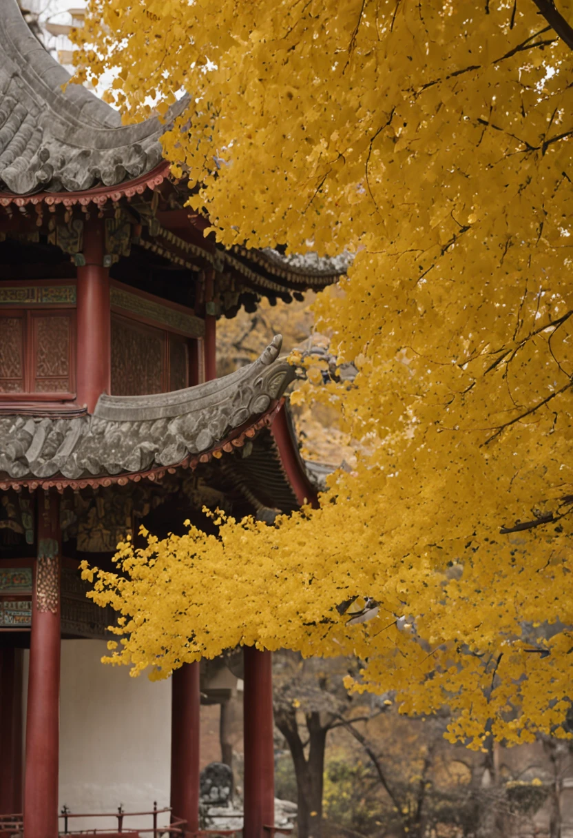 Ginkgo leaves fall on a ginkgo tree,Golden leaves,Ancient Chinese architecture,In the center of the picture is a coffee table and a pot of tea