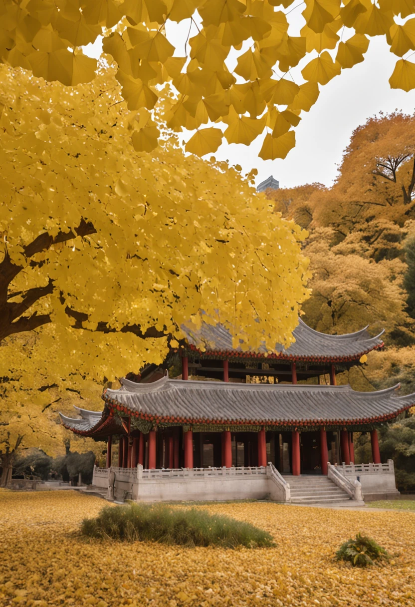 Ginkgo leaves fall on a ginkgo tree，Golden leaves，Ancient Chinese architecture，In the center of the picture is a coffee table and a pot of tea