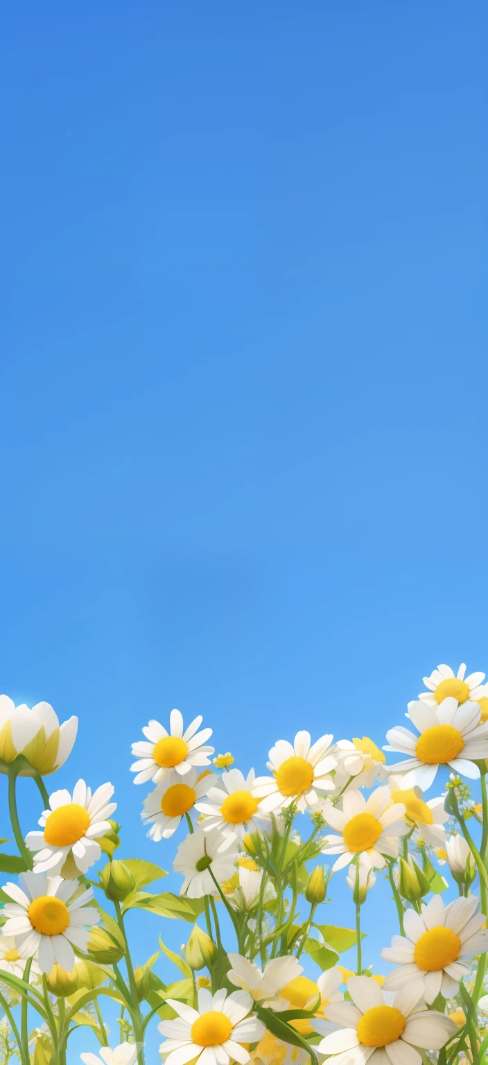 The blue sky is set against many white and yellow flowers, Flower background, summer clear blue sky, flowery wallpaper, florest background, minimalistic background, background is heavenly, Margaret flower,With point cloud