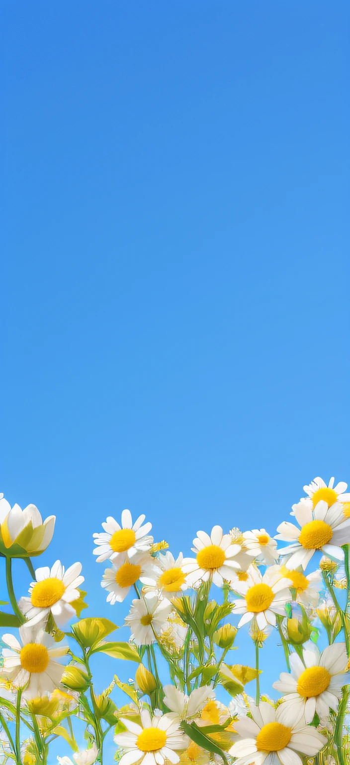 The blue sky is set against many white and yellow flowers, Flower background, summer clear blue sky, flowery wallpaper, florest background， minimalistic background, background is heavenly, Margaret flower，With point cloud