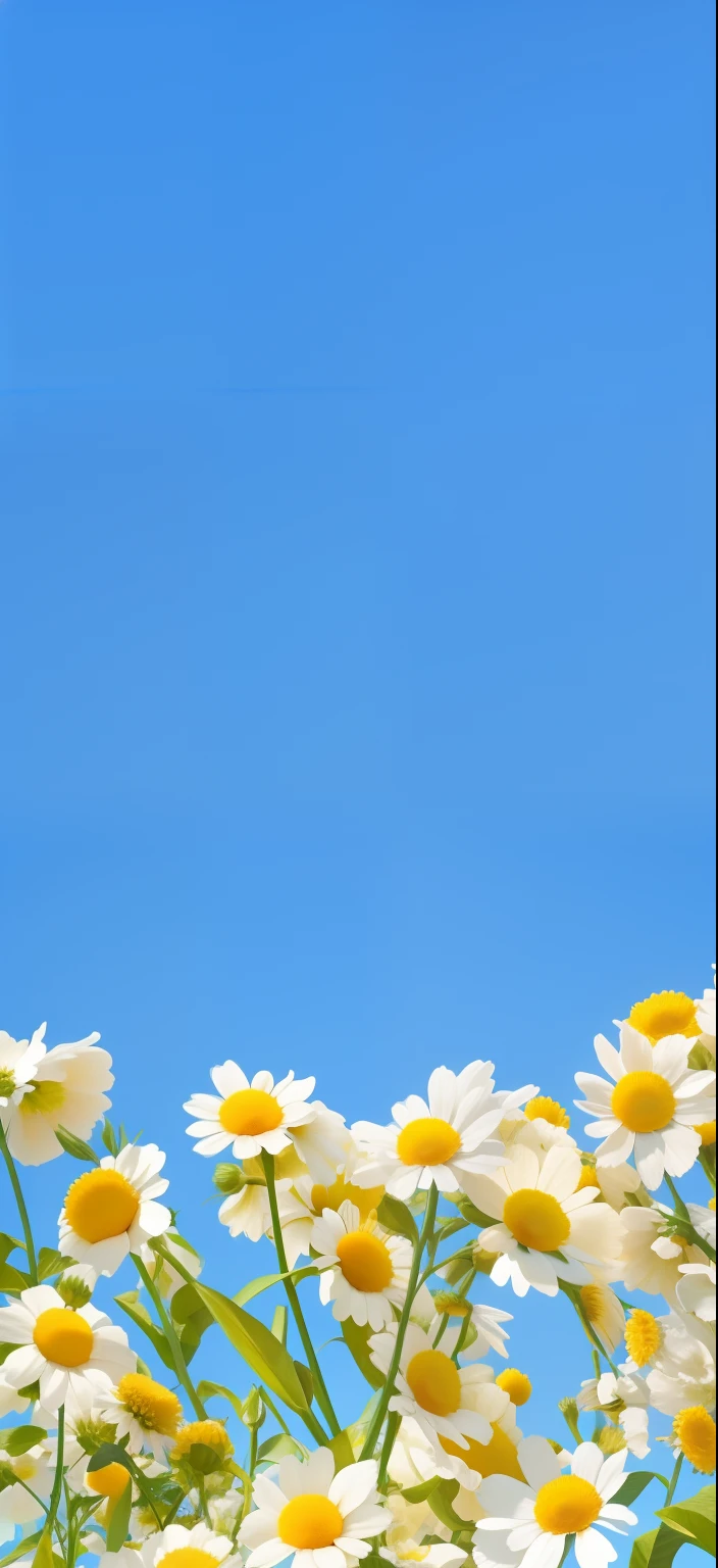 The blue sky is set against many white and yellow flowers, Flower background, summer clear blue sky, flowery wallpaper, florest background, minimalistic background, background is heavenly, Margaret flower