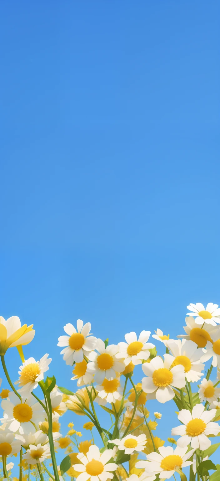 The blue sky is set against many white and yellow flowers, Flower background, summer clear blue sky, flowery wallpaper, florest background， minimalistic background, background is heavenly, Margaret flower，With point cloud