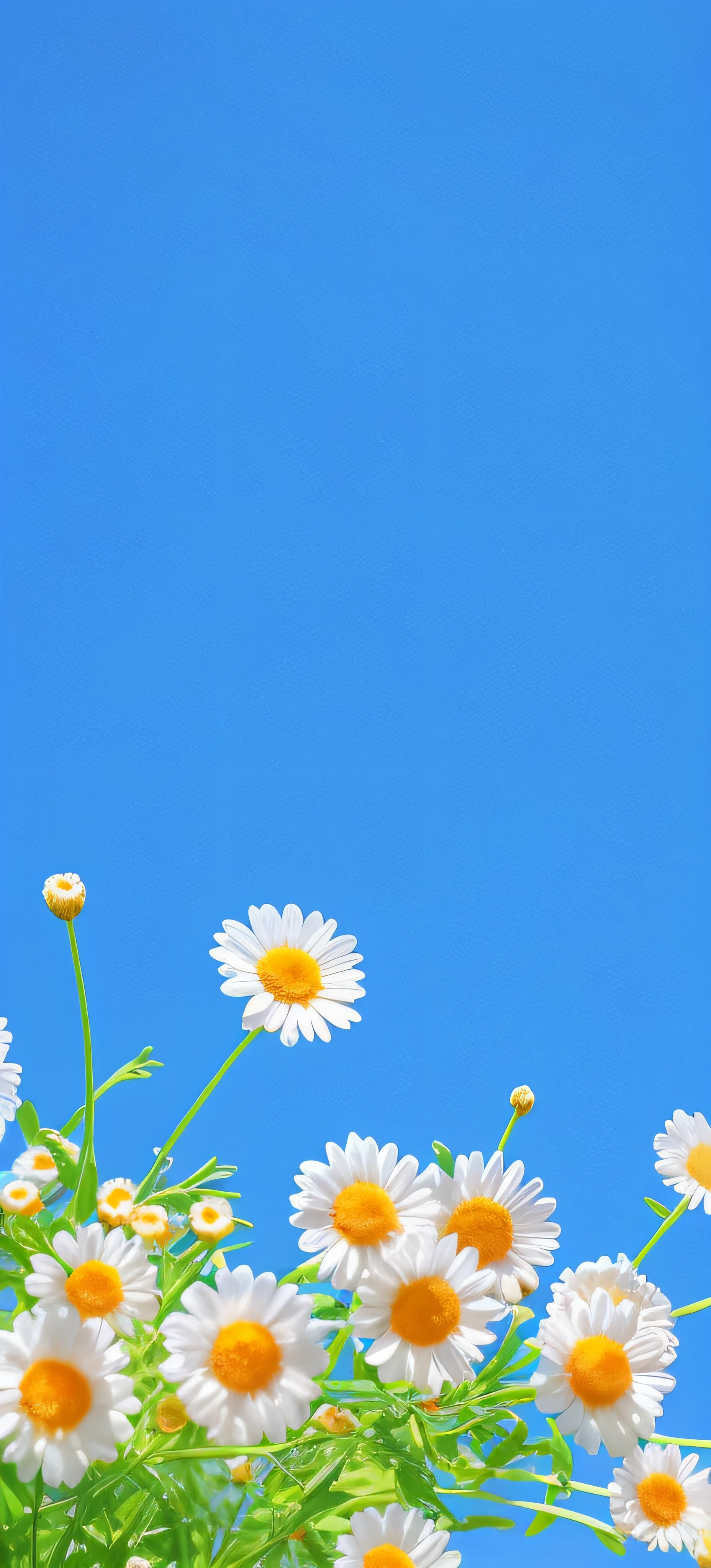 There are many white and yellow flowers in the grass, Desktop background, Desktop wallpaper, wallpaper - 1 0 2 4, wallpaper mobile, Daisies, minimalistic background, Relaxed. Blue background, background is heavenly, Simple background, summer clear blue sky, Computer wallpaper, iphone wallpaper, wallpaper hd, vertical wallpaper, minimal background, iPhone background, phone background, Plain background