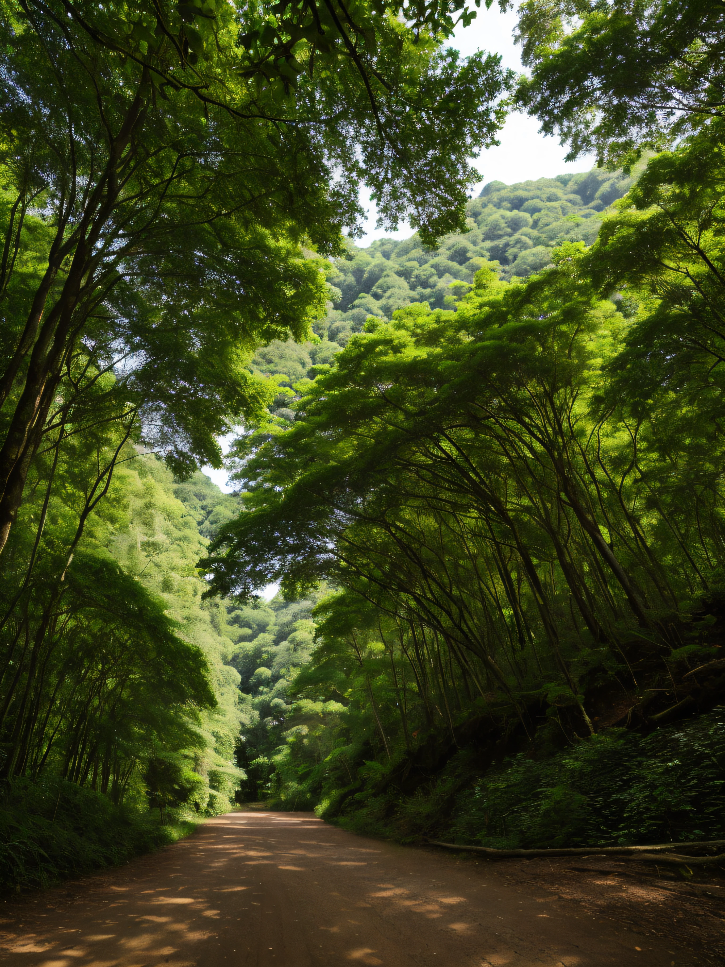 Scenery of lush and dense forests