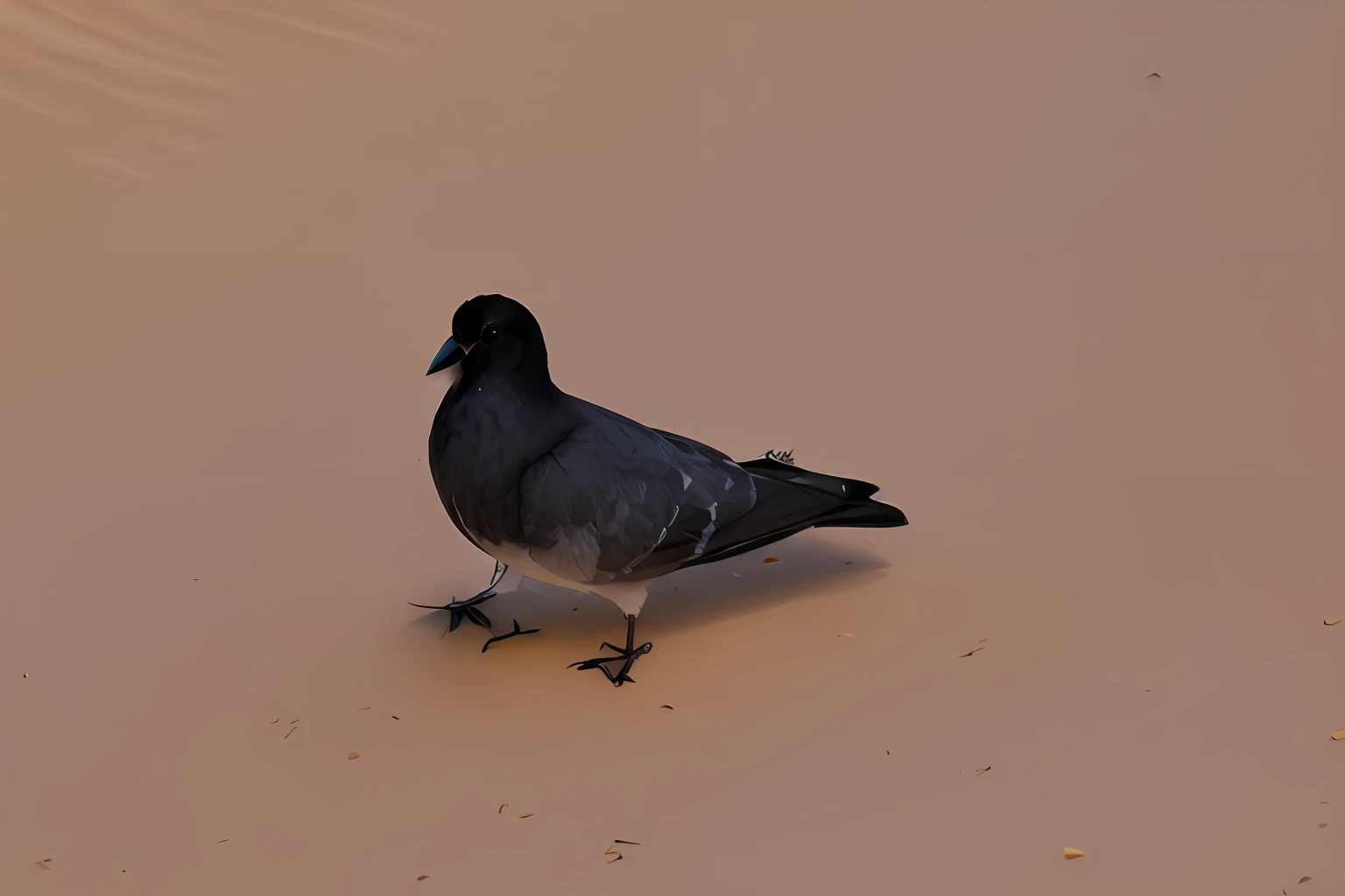 pombo preto deitado, luzes claras, sombra na parte traseira do pombo, fundo branco, studiolight