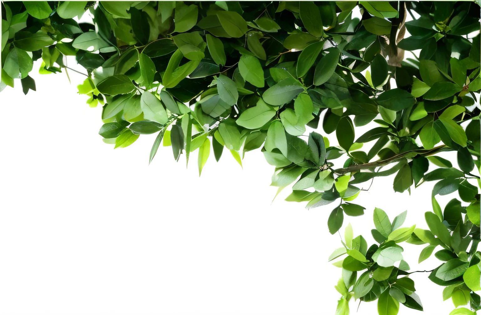 There is a picture of a tree，There are green leaves on it, green leaf, branches and foliage, Dangling branches, Green leaves, woody foliage, Lush foliage, leaves on branches, botanic foliage, greenery growing, looking from slightly below, View from below, Lush greenery, big leafs, Canopy, Greenery, lush plant growth, leaves in foreground, Without background