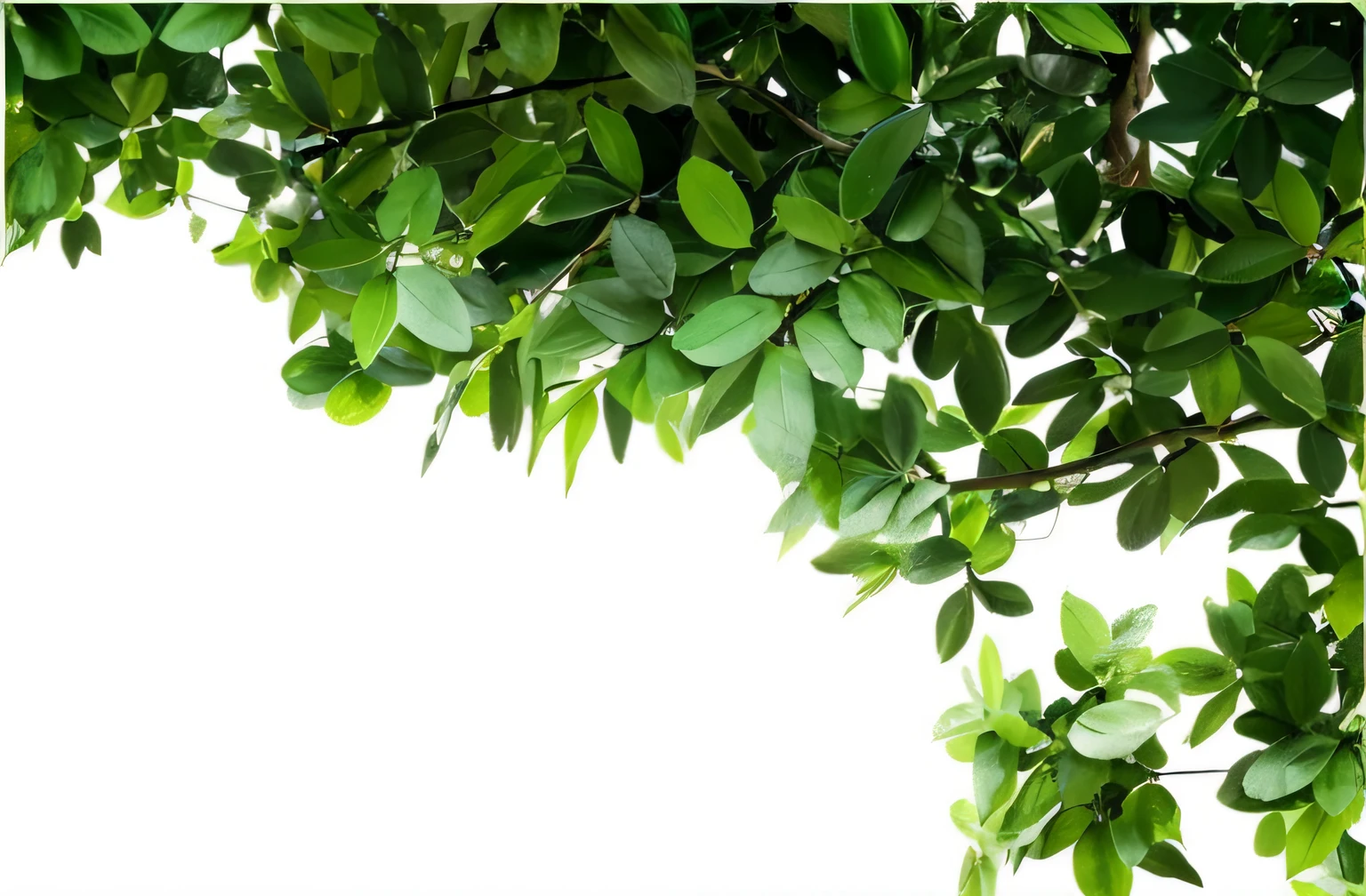 There is a picture of a tree，There are green leaves on it, green leaf, branches and foliage, Dangling branches, Green leaves, woody foliage, Lush foliage, leaves on branches, botanic foliage, greenery growing, looking from slightly below, View from below, Lush greenery, big leafs, Canopy, Greenery, lush plant growth, leaves in foreground, Without background