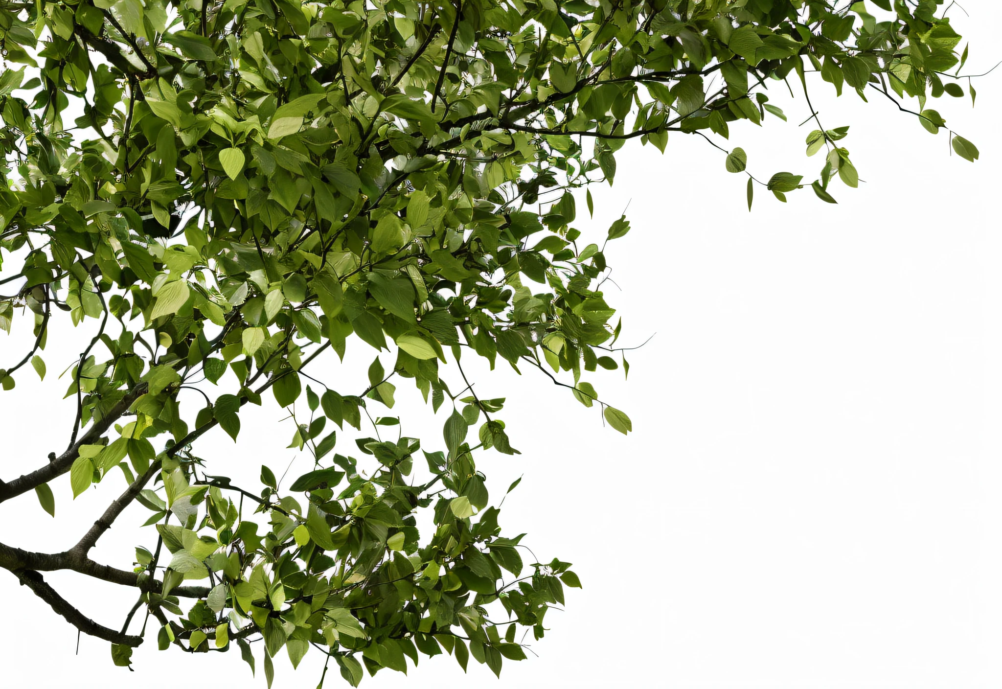 Branches in the sun, branches and foliage, cyberpunk in foliage, Cubist painting of a tree, woody foliage, Foliage, green leaf, Architecture and Tom Leaf, highly detailed green leaves, zoomed out to show entire image, highly detailed leaves, leaves in foreground, hyperdetailed twigs and plants, overgrown foliage