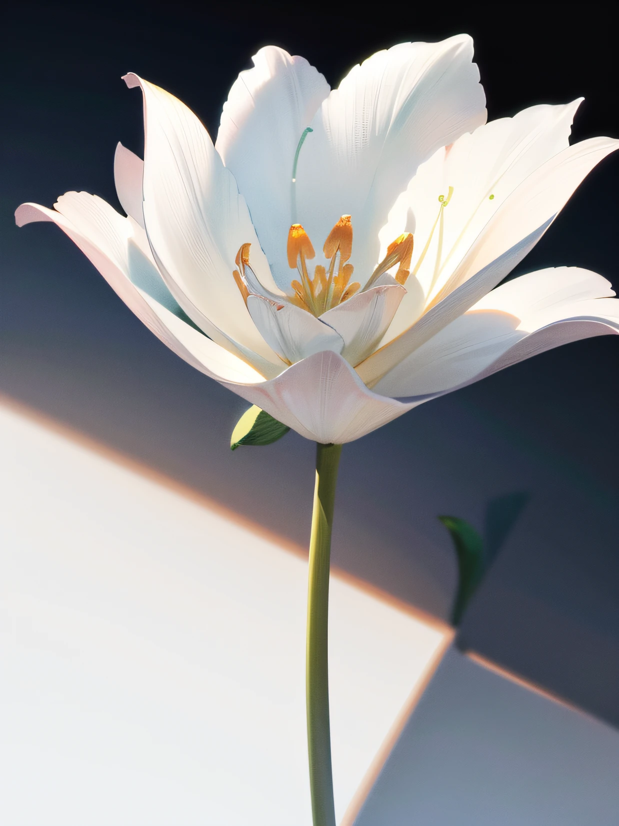 dessin, visible en entier, tulipe fleurissant au sol ,sans fond, fond simple, Perfect lighting background, pas d'ombres, images minimalistes, Poetic intimacy, Precise detail, clear delineation of the flower.