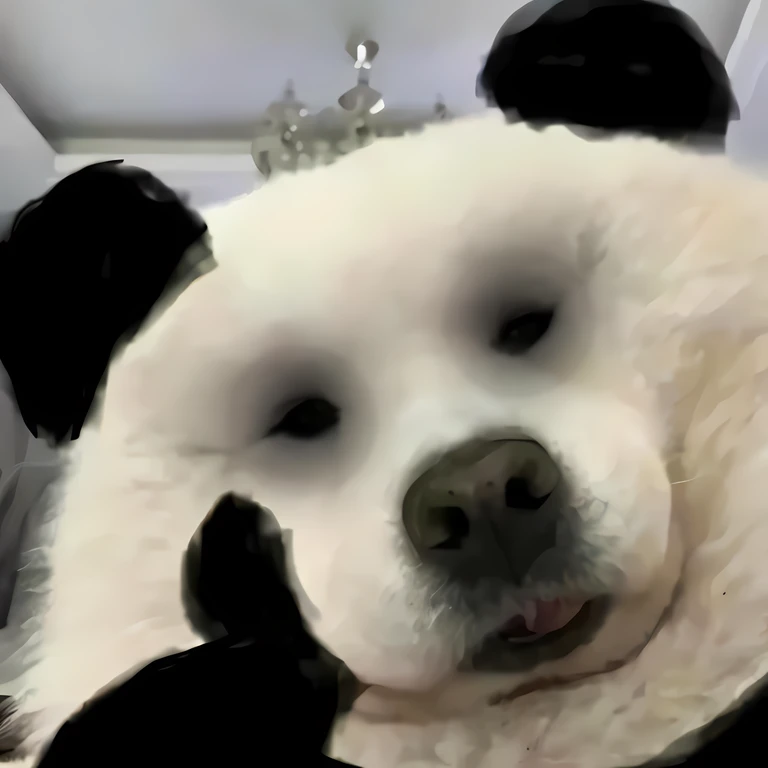 Alaphais,Wearing a white fur coat,Wearing black gloves, Panda, panda panda panda, Cute panda, a cute giant panda, inspired by Zhu Da, beautiful animal pearl queen, tian zi, spotted ultra realistic, inspired by Luo Ping, portrait of anthropomorphic bear, 4 k hd fur face!!!, snapchat photo, inspired by Luo Mu