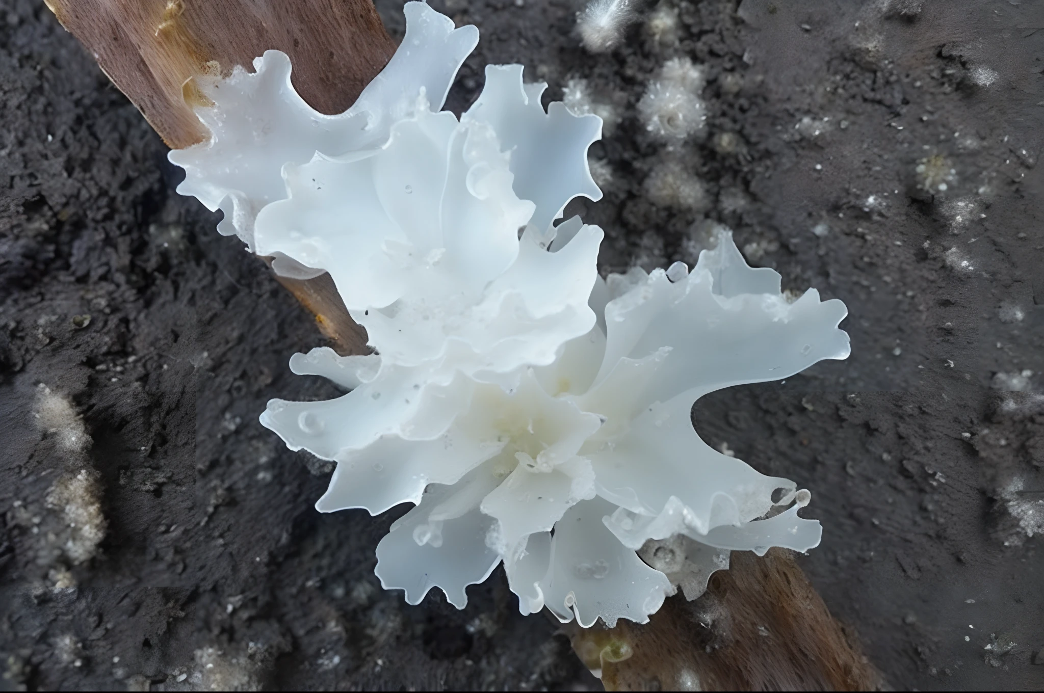There is a white flower on the stick, Fractal fungi, White fungal spores everywhere, Slime mold, fungus, Translucent algae gorgeous, Sickle trill, Silver-eared fern, Trill - spindle muscle, beautiful natural forms, mycelium, simulacrum of a space fungus