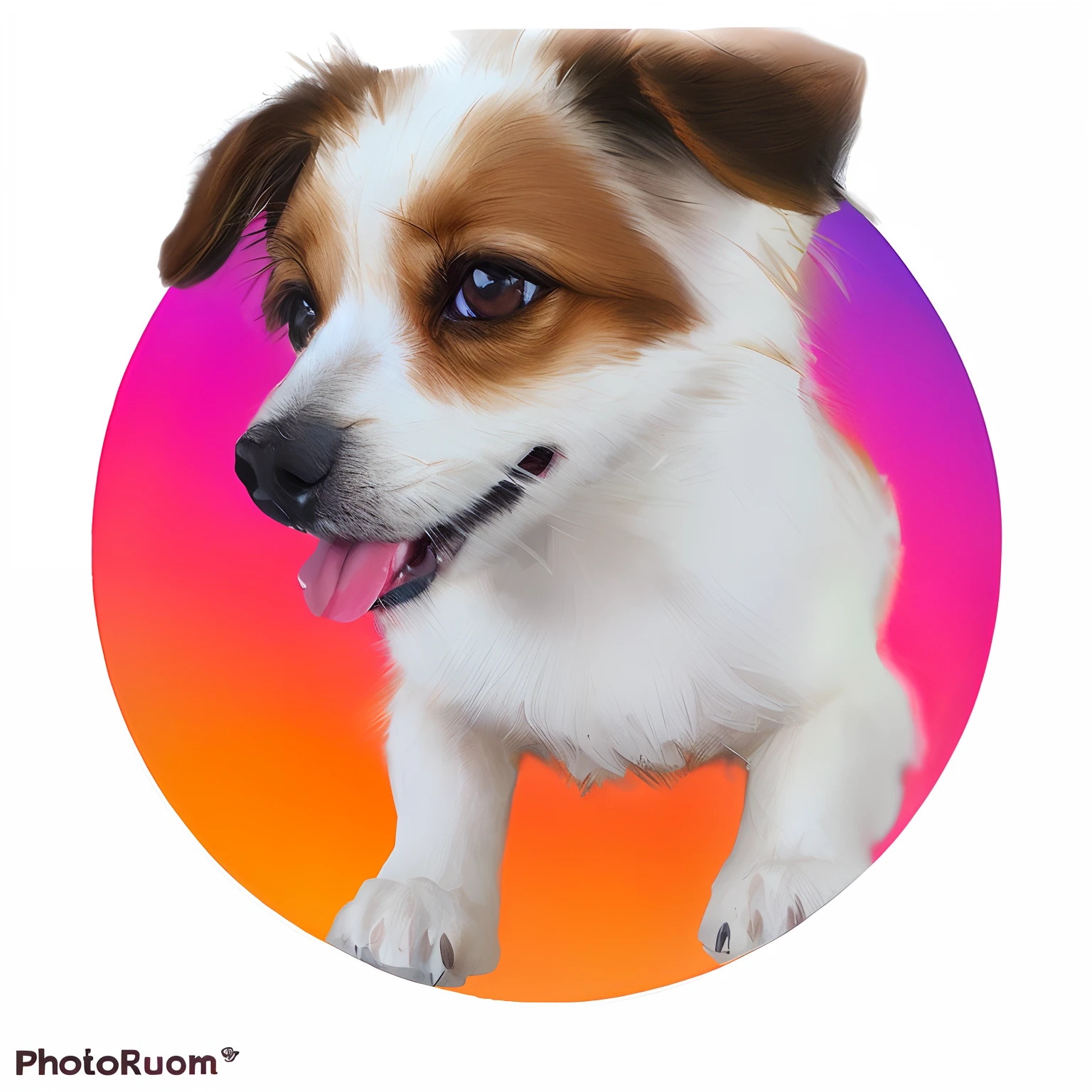 there is a dog that is looking at the camera with a colorful background, jack russel dog, jack russel terrier, pet animal, zoom photograph, pixie, high quality portrait, background removed, on clear background, photo portrait, portait photo profile picture, round format, white backround, photo-shopped, small dog, white background and fill, colorized background