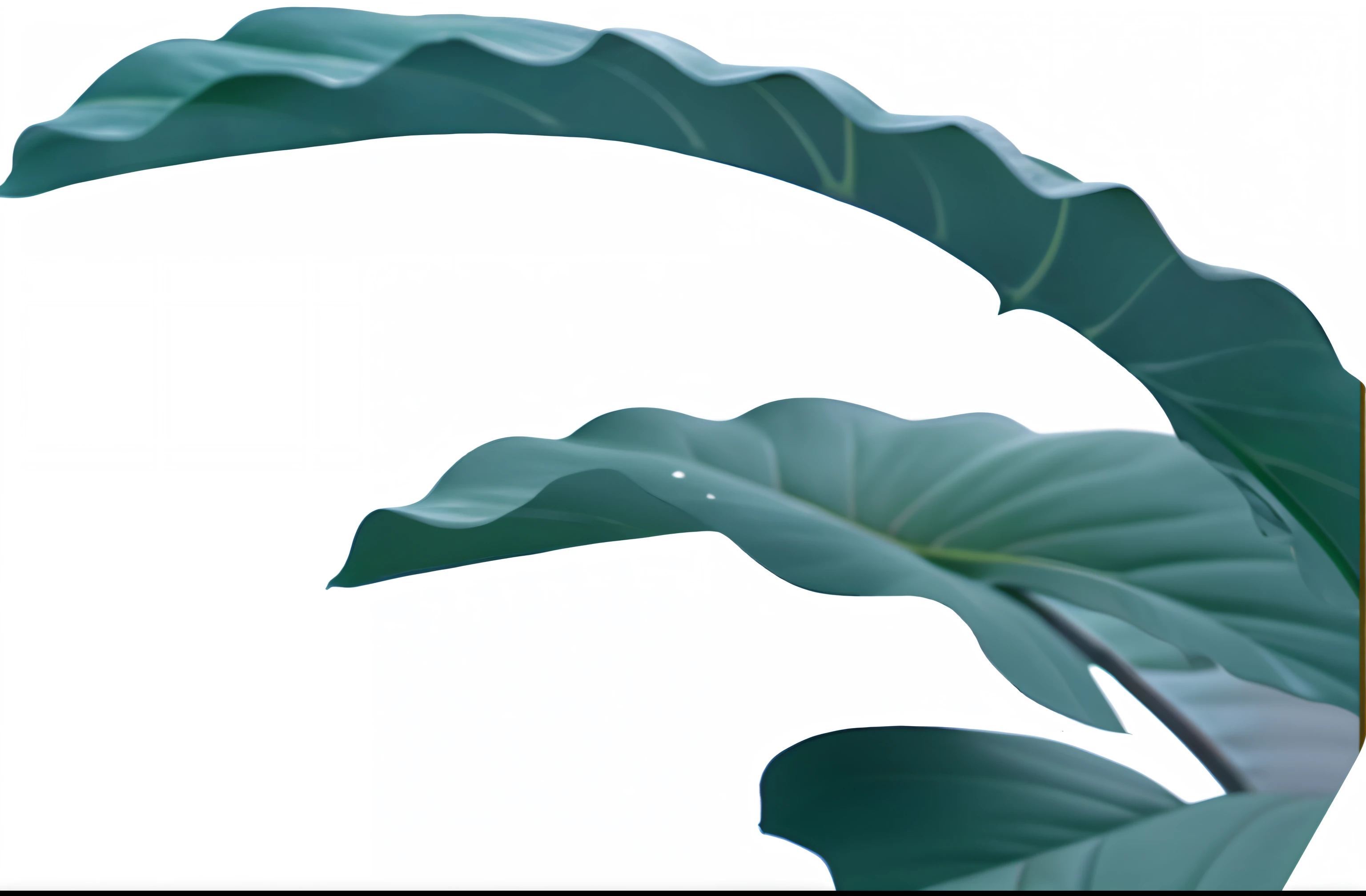 There is a large plant with large leaves in the background,botanical photo,k hd,high qulity