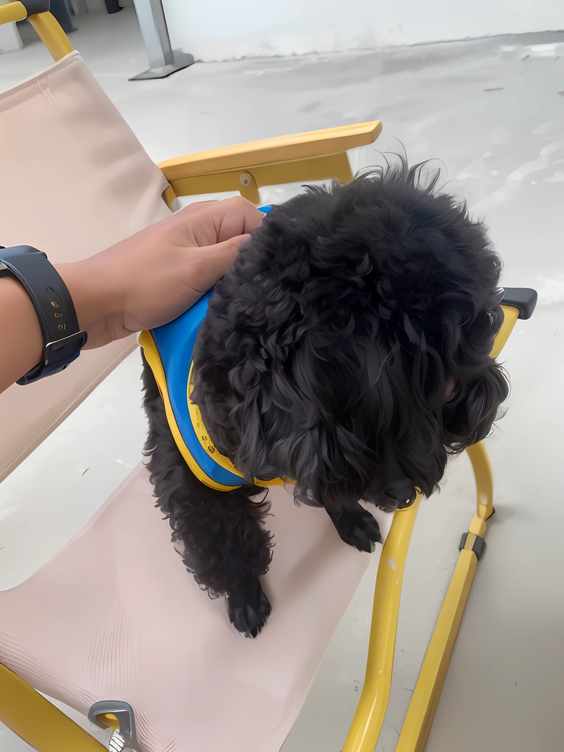 there is a small black dog sitting on a chair with a blue vest, 2 years old, goggles around his neck, wearing collar, nugget, cooling, having a snack, sitting on chair, taken with sony alpha 9, she is wearing a wet coat, deep in thought, aww, sitting in chair, smooth in _ the background, holding it out to the camera