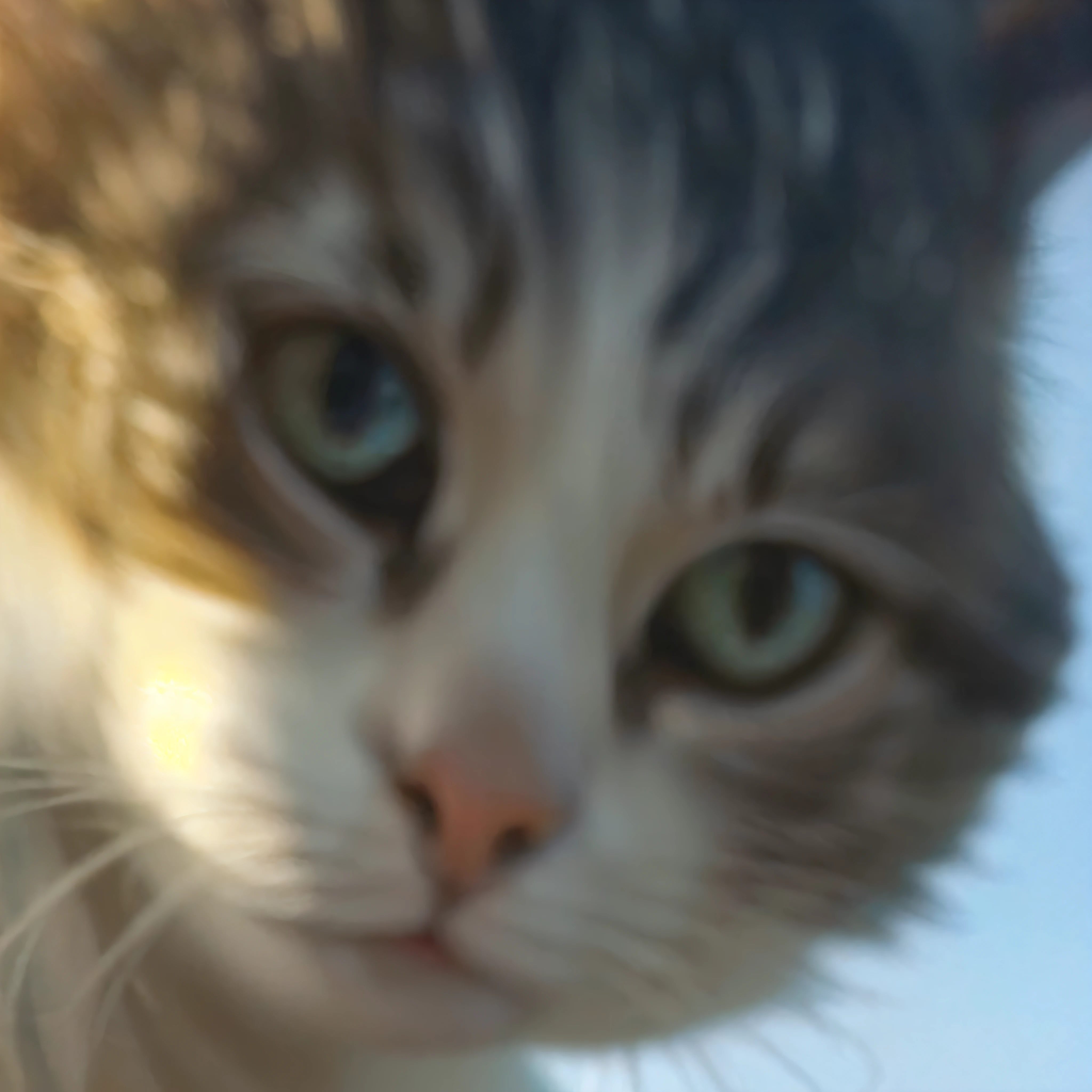 There was a cat looking at the camera, close up cat, cat photo, closeup picture, closeup of an adorable, is looking at the camera, photo of a cat, look straight at the camera, she is looking at us, blurry image, beautiful picture of stray, looking towards camera, closeup headshot, cute cat photo