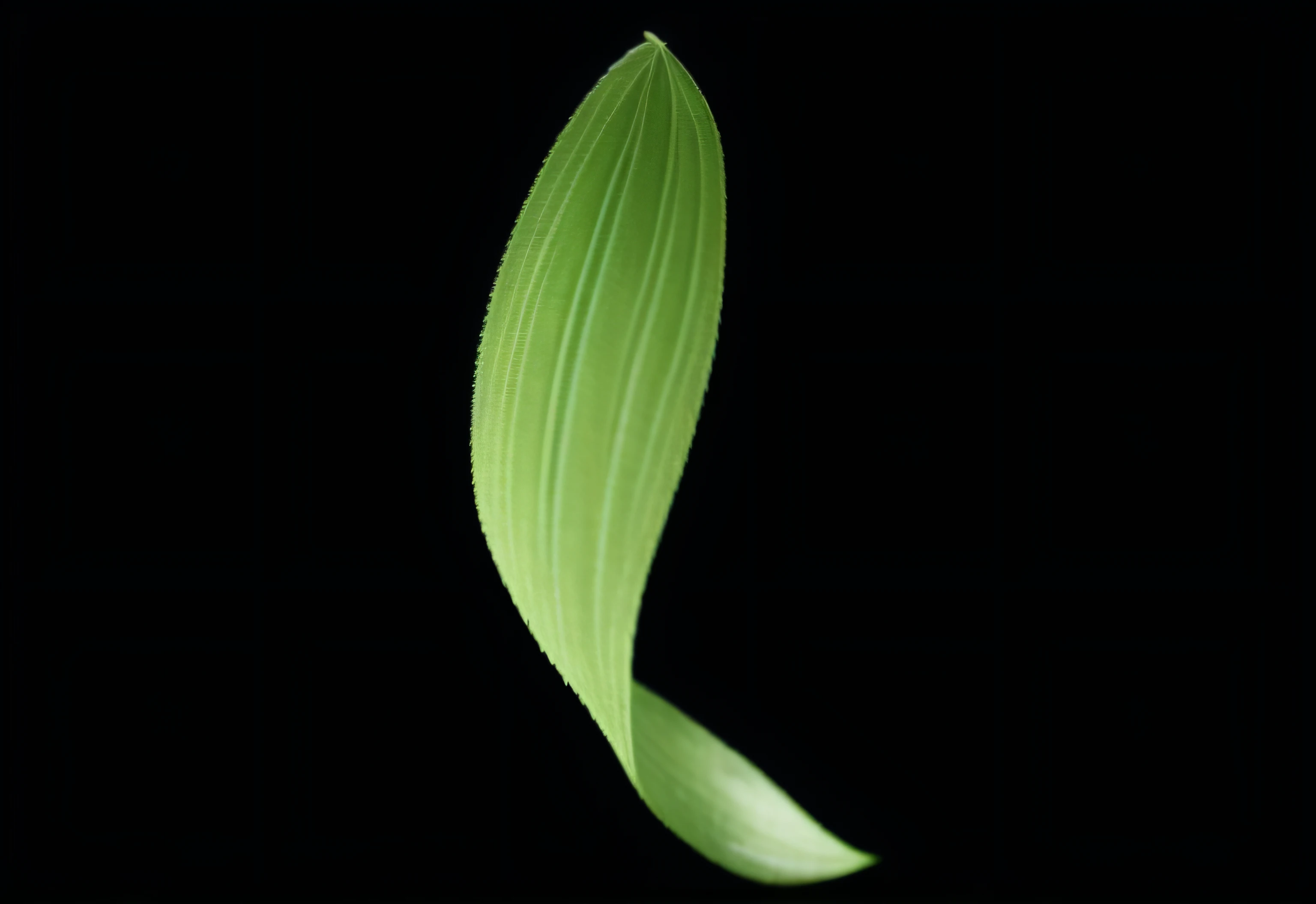 Close up of green leaves on black background, raytraced blade, stylized vegetation, Grass blade, leaf green, rendered image, Renders, artistic depiction, erte, An intricate leaf of fantasy, plant, Calatrava, organic shapes, big leafs, A digital rendering, Beautiful image, twisting leaves, a digital rendering, green plant, herb
