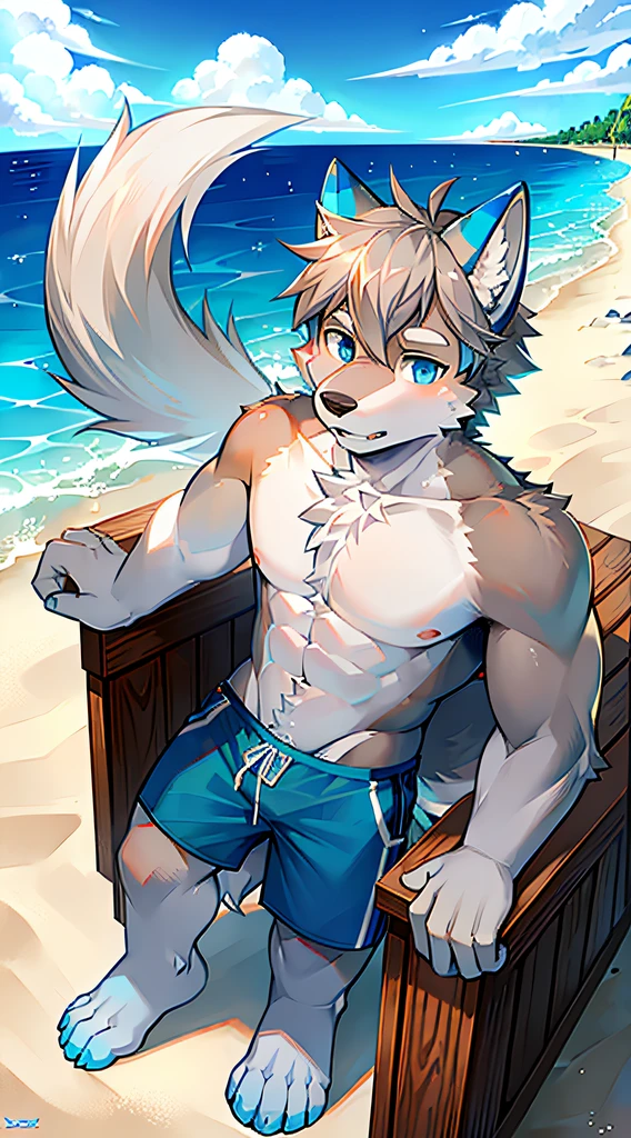 Single, Muscular, grey body, White belly, On the sandy beach,Wolf ears, Wolf tail, frontage,Short hair,Sunshine,Blue pattern swim trunks,beach,Ocean,high qulity,blue color eyes,Gray hair,high qulity