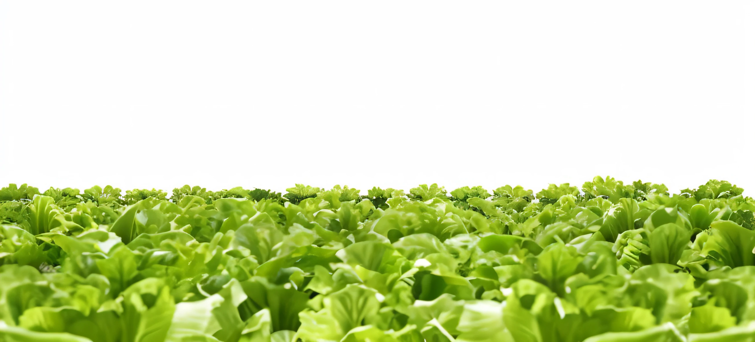 Lettuce field