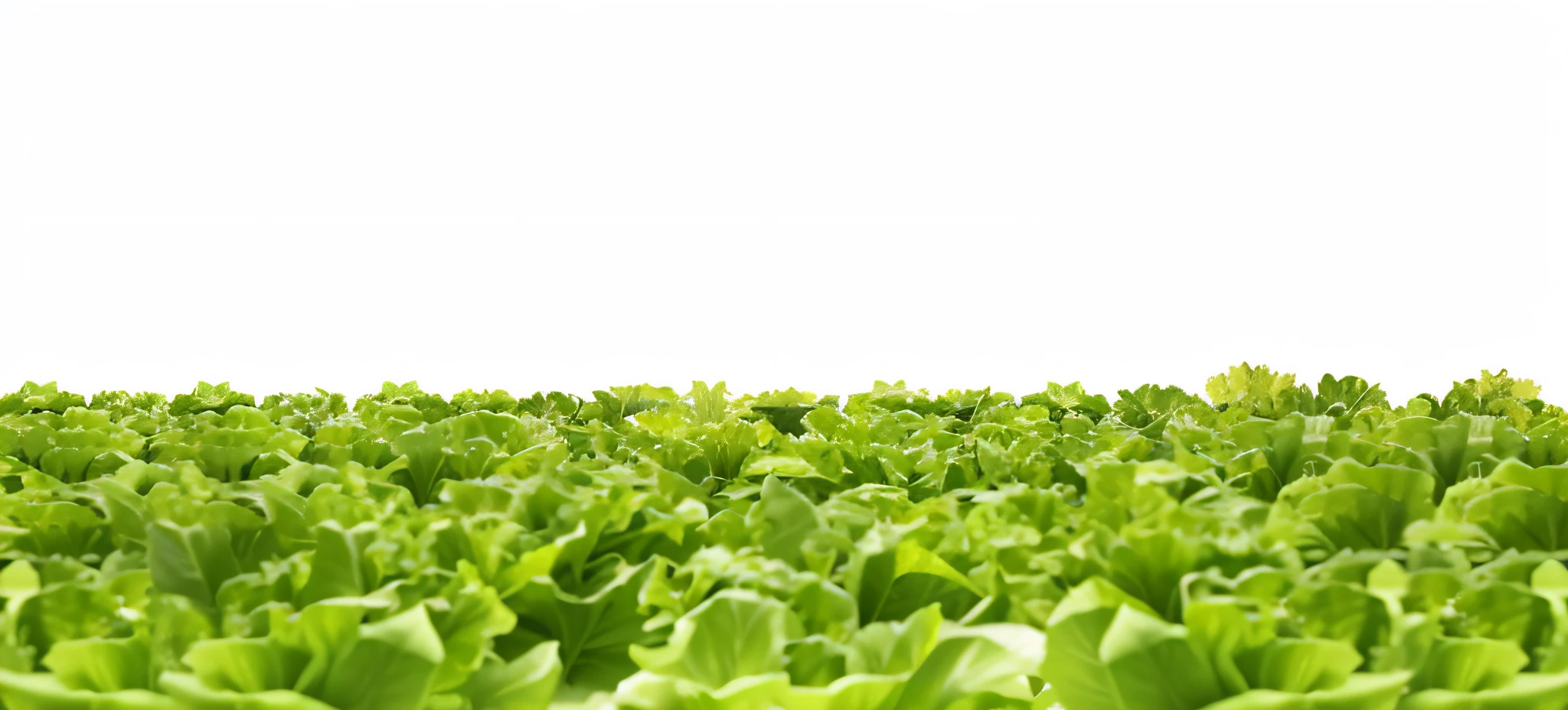 Lettuce field