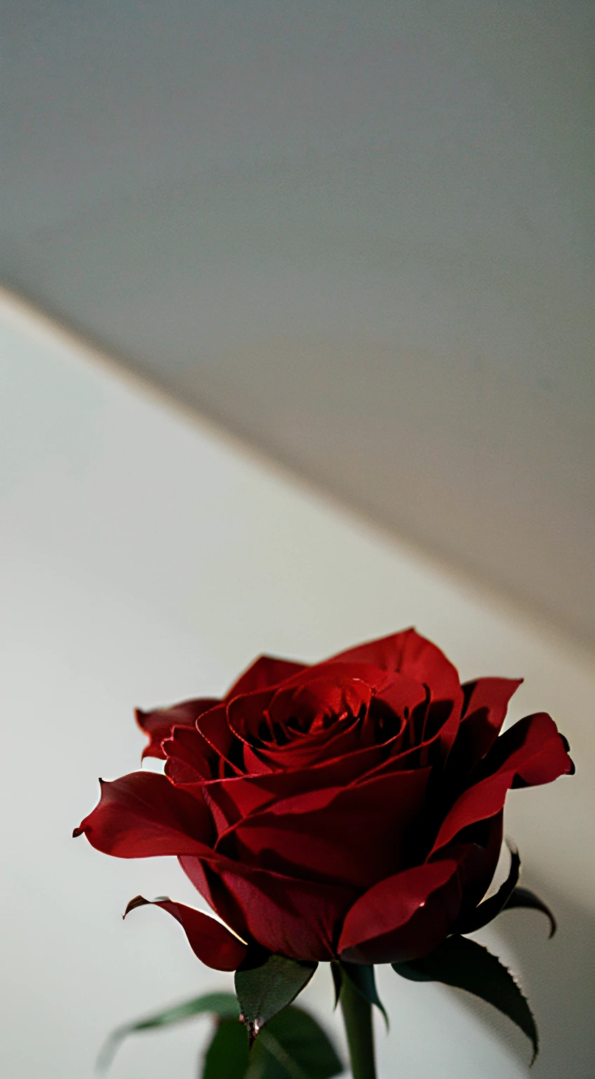 A red rose，Lots of white space，Darker tones，Tasteful atmosphere