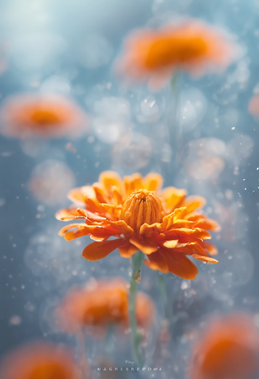 microcosm , Masterpiece , macro photography , cobweb, filmgrain, Bokeh , Smoke , Highly detailed, Sunny Sunny weather, Microflower, The drops, bblurry, Close up of 1 realistic marigold:1.5, Azure background, subdued contrasts, rendering by octane , illusory engine