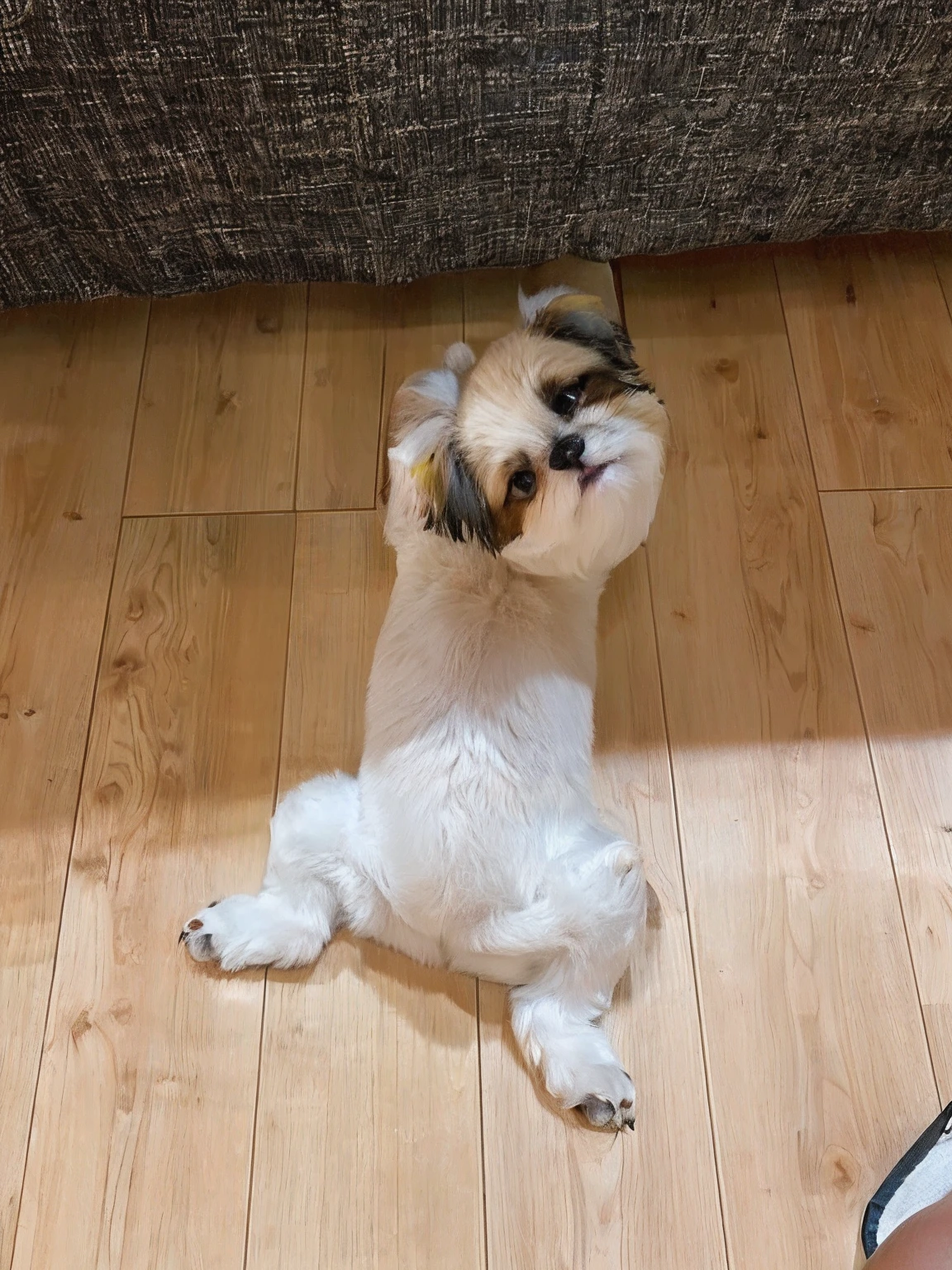 There is a small dog sitting on the floor, paws on head, doing a majestic pose, doing an elegant pose, けもの, Shih Tzu, small chin, looking away from camera, in an action pose, taken with sony alpha 9, doing a sassy pose, an ahoge stands up on her head, Head is up
