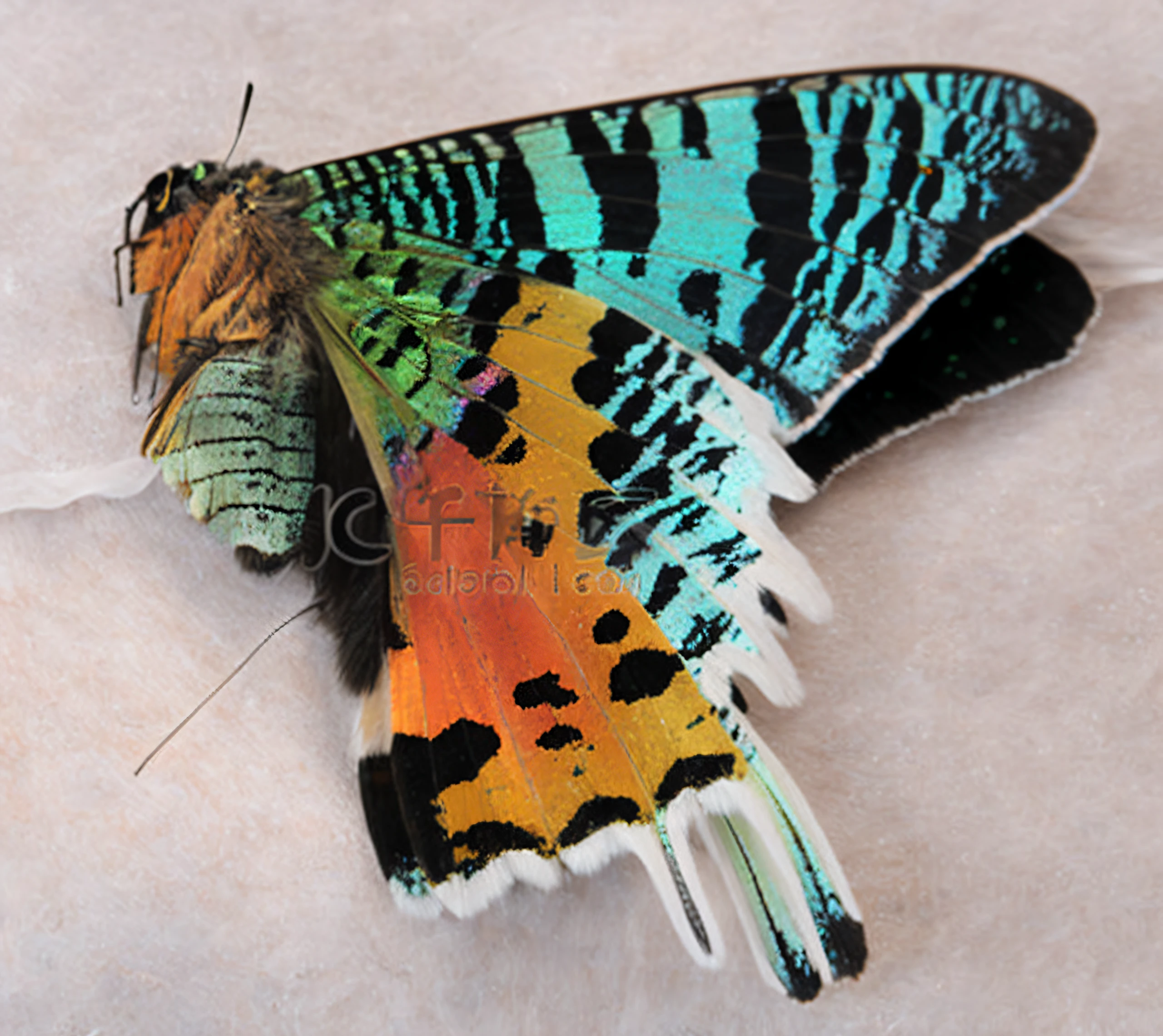 Close-up of colorful butterflies on white surface, Rainbow moth wings, beautiful moths, beautiful opened wings, Moth wings, Insect wings, hyperdetailed colourful, iridescent wings, Butterfly wings, multicolored glints, stained glass wings, beautiful colorful, hairs fluttering on the wing, Butterfly, moth, Extremely colorful, Transparent wings