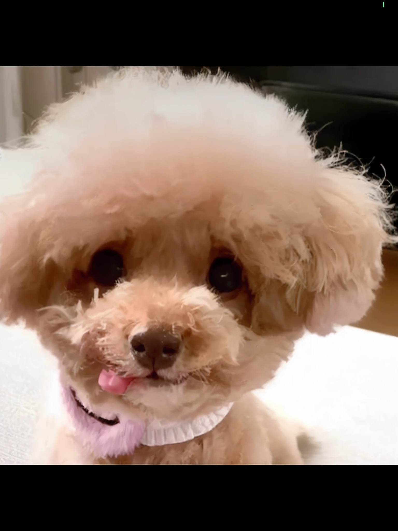 There is a small dog with a fluffy haircut on a blanket, Cute dog, beautiful dog head, she has a cute expressive face, cute silly face, kawaii cute dog, she has a cute face, fluffy face, dog looks like elephant, morphing dog head, japanese dog, dog head, ( Dog ) looks like elephant, nffsw, clear cute face