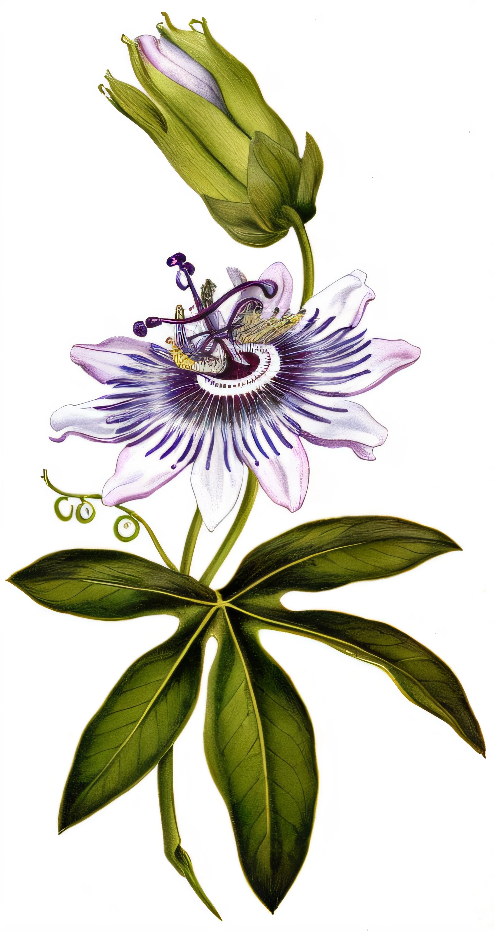 a painting of a flower with a green stem and purple petals, Passion Flower, an illustration of, botanical illustration, botanico, botanical art, rendered illustration, botanical photo, full-colour illustration, illustration], Directed by: Pierre-Joseph Redouté, illustration, Detailed illustration, finely detailed illustration, An illustraion, full-colour illustration, botanical design, botanical art, Beautiful image, full-colour illustration