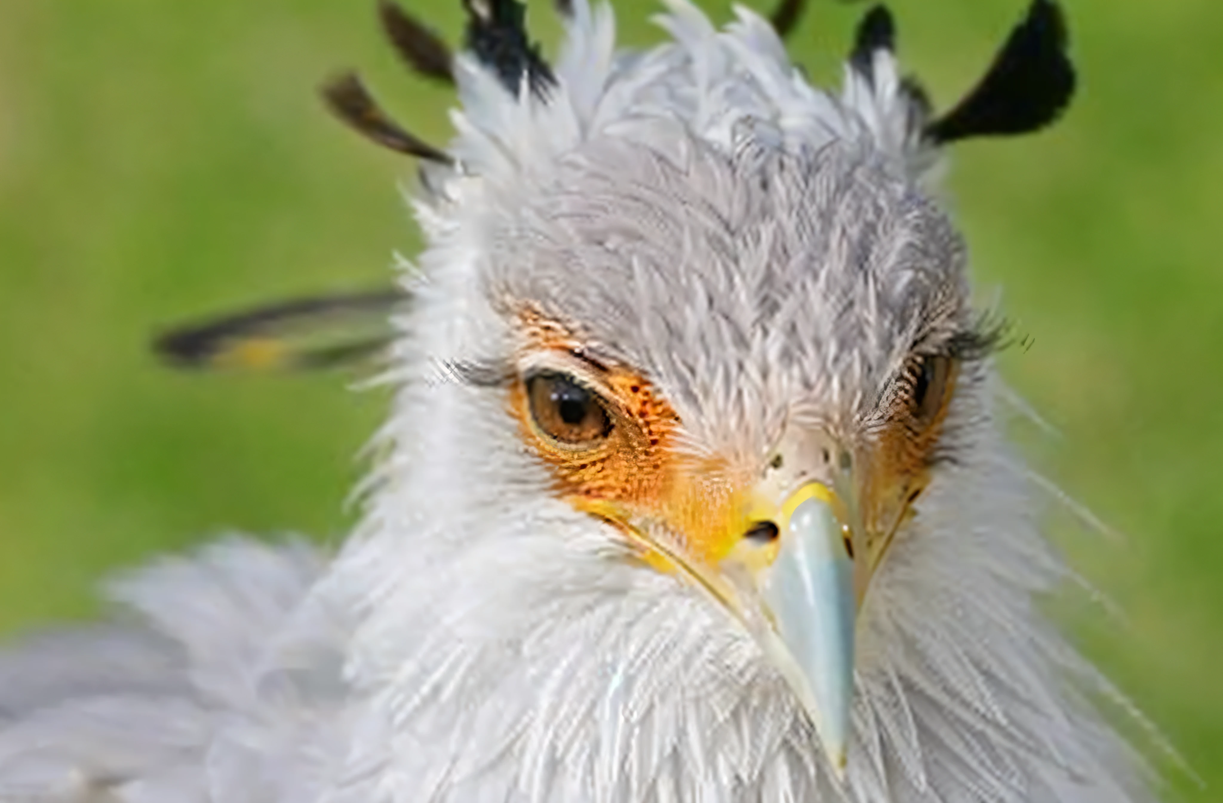 close-up of a bird with a very long beak,, feathered head, angry looking, White horns from the eyebrows, Intimidating gaze, cocky smirk, White hairs, Angry look, smug look, cocky expression, with the beak of an eagle, Looks like a bird, Angry, Visibly angry, scowling, Falcon bird face, Birdeye