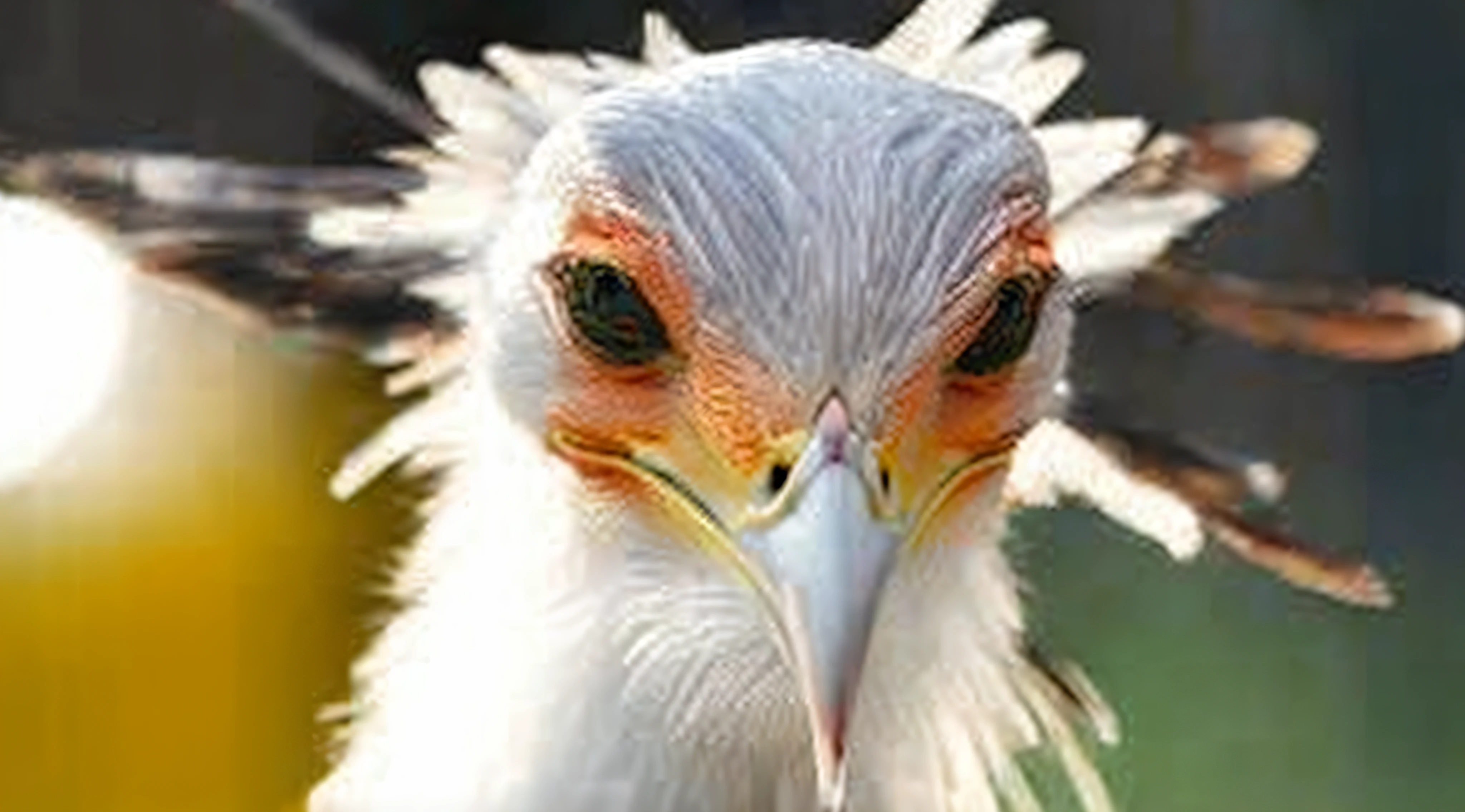 Allalin bird with a very long beak and a very long beak, cocky expression, angry looking, cocky smirk, Angry look, intense expression, feathered head, smug look, big beak, Angry looking at the camera, Angry, intense stare, scowling, 8K)), Intimidating gaze, bird head, fierce look, Visibly angry